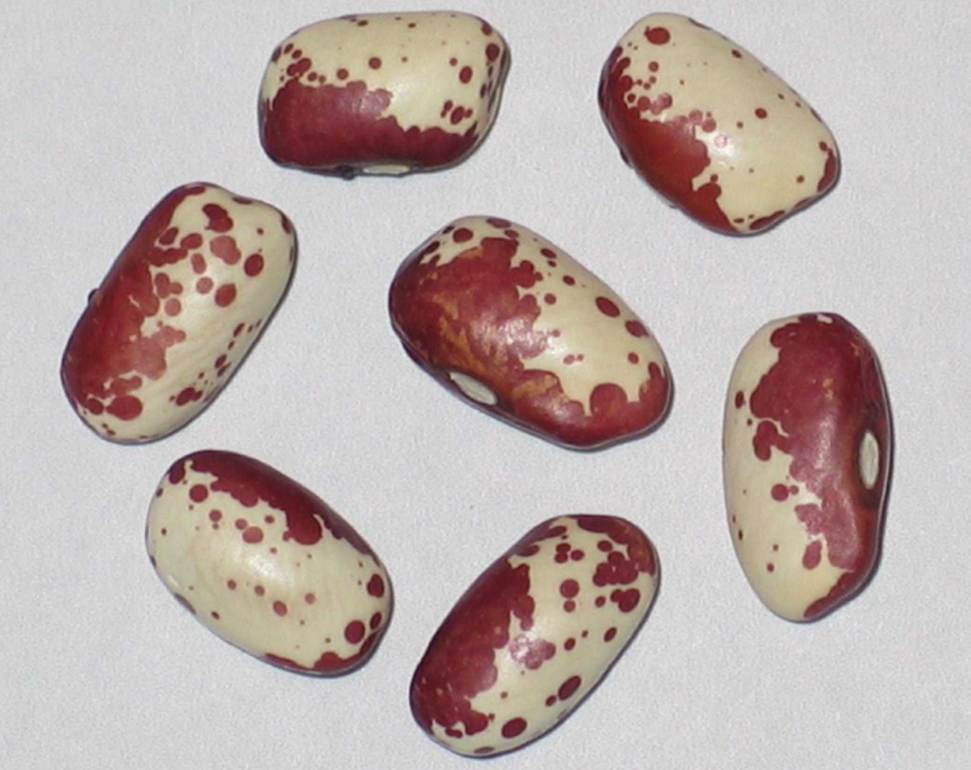 image of Cedar Lake beans