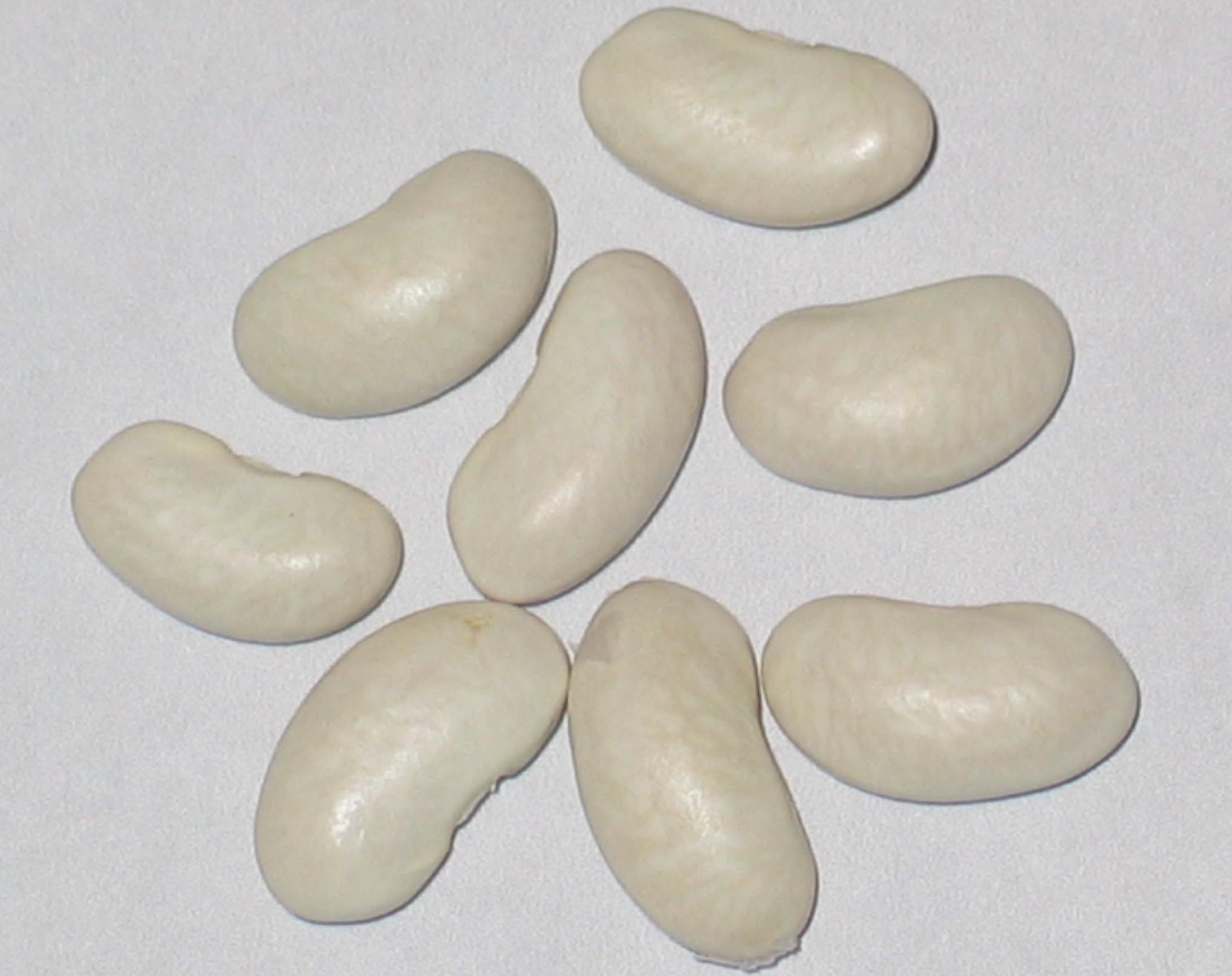 image of Champagne beans