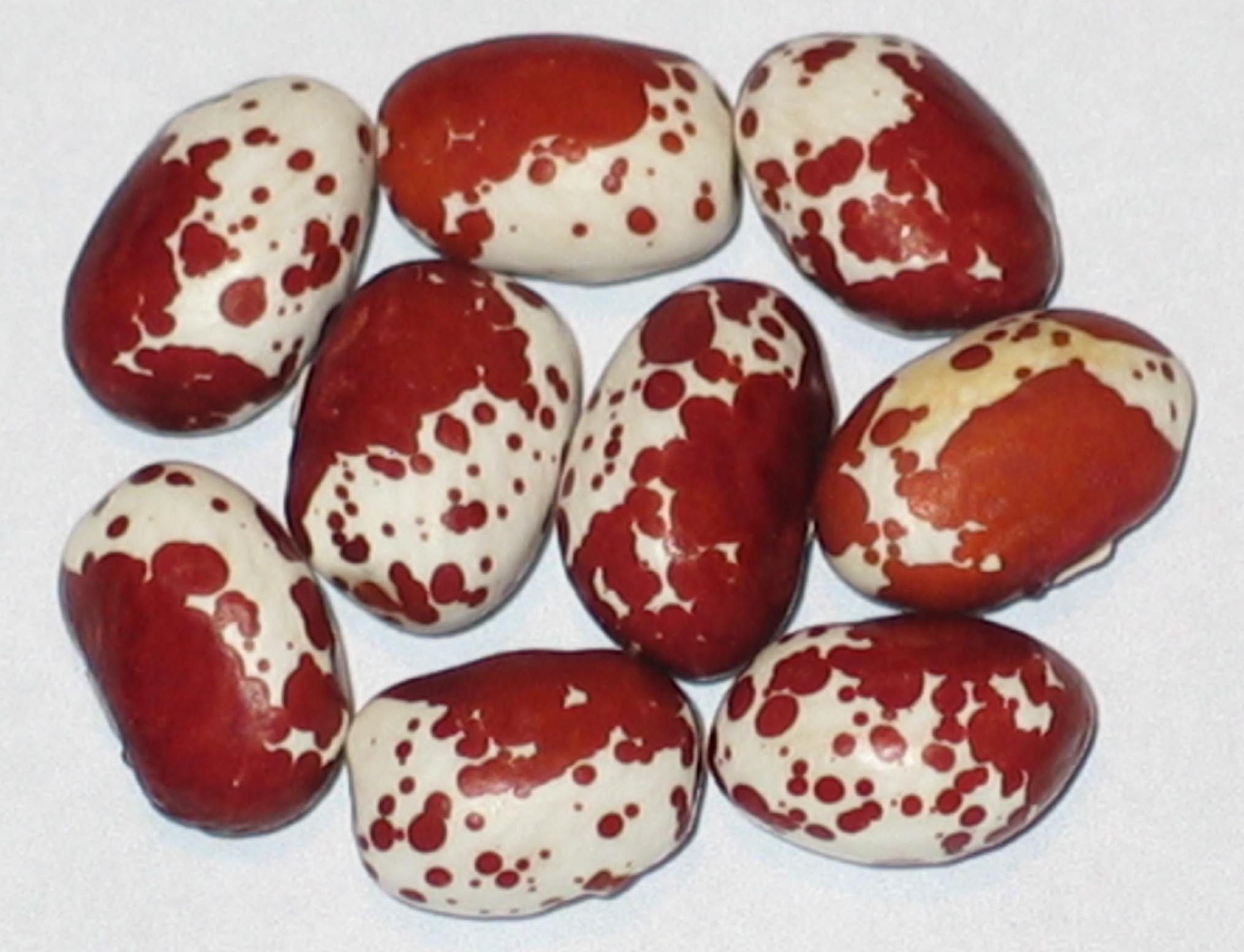 image of Cherry Trout beans
