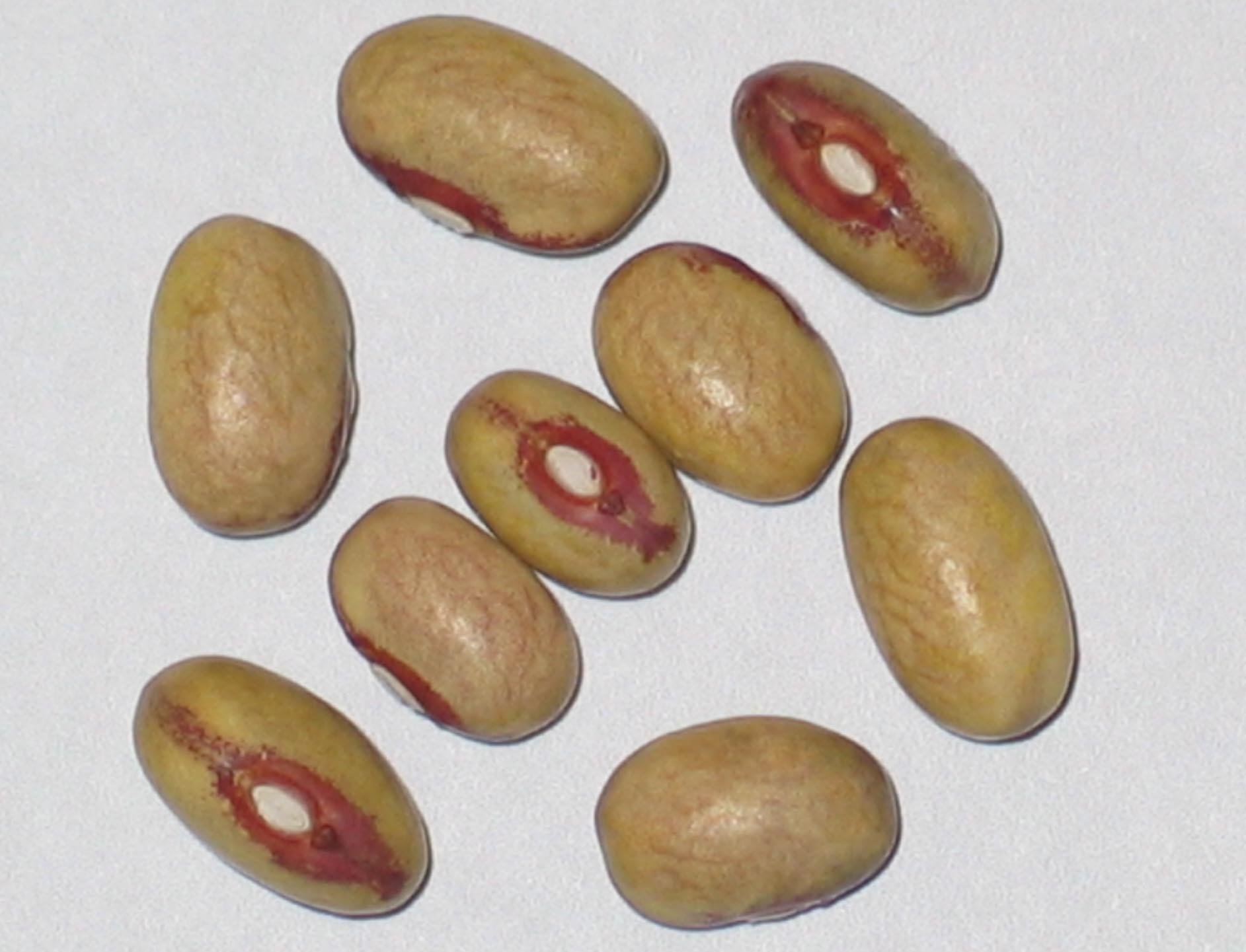 image of Chickasaw beans