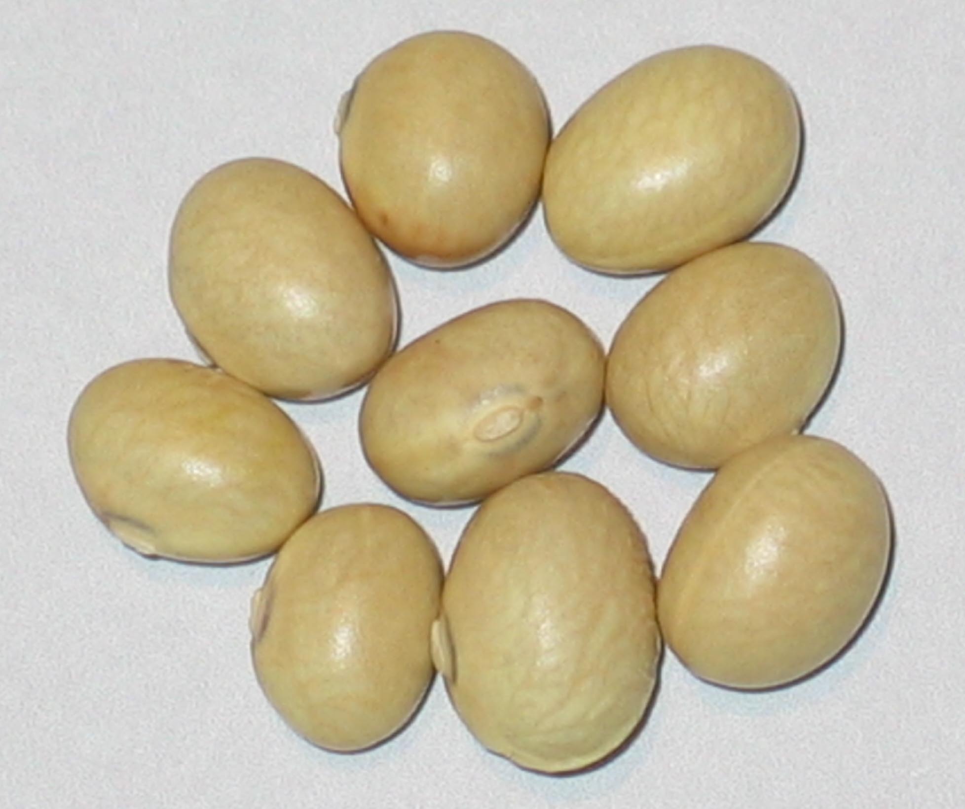 image of China Yellow beans