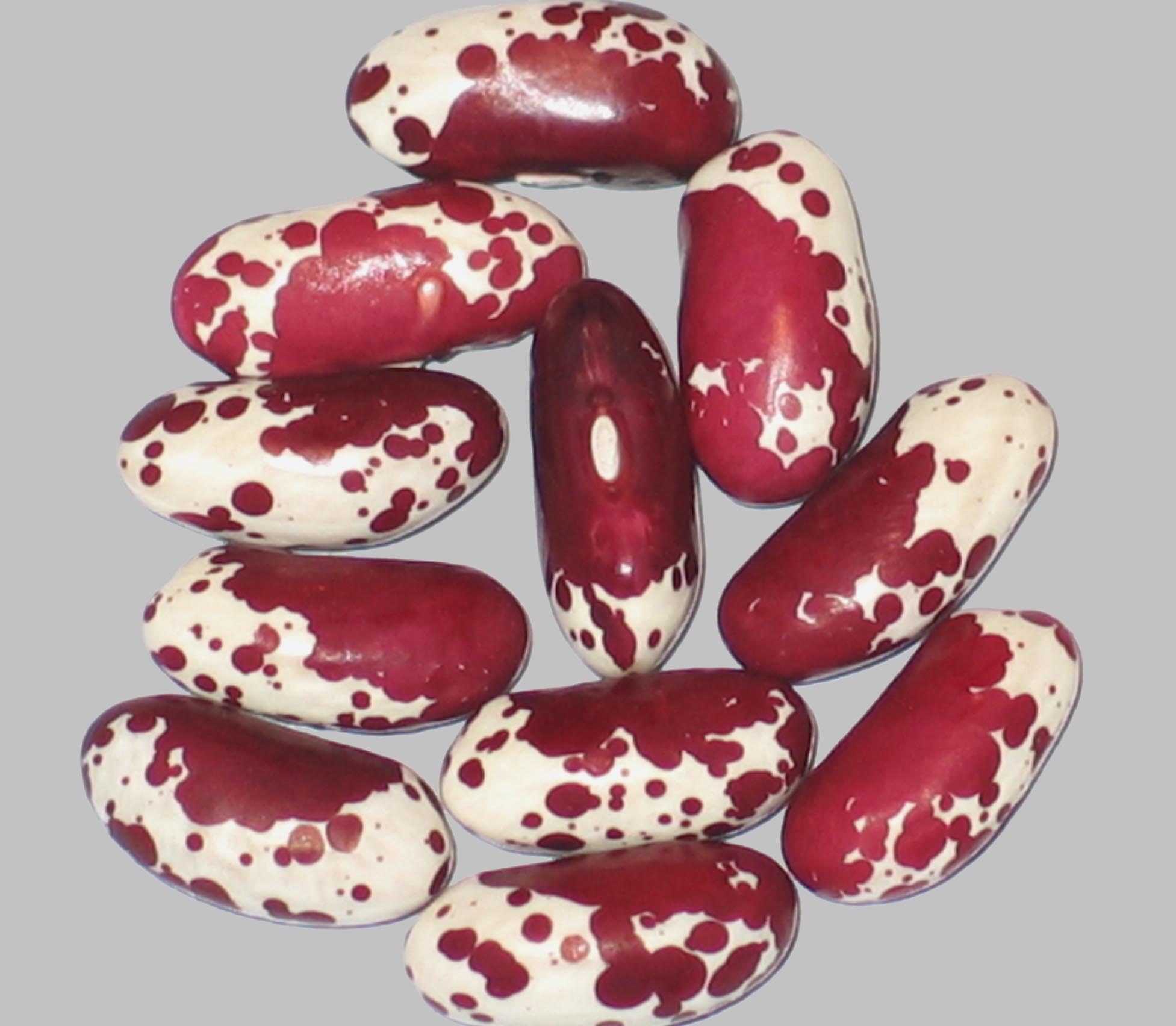 image of Coach Dog beans