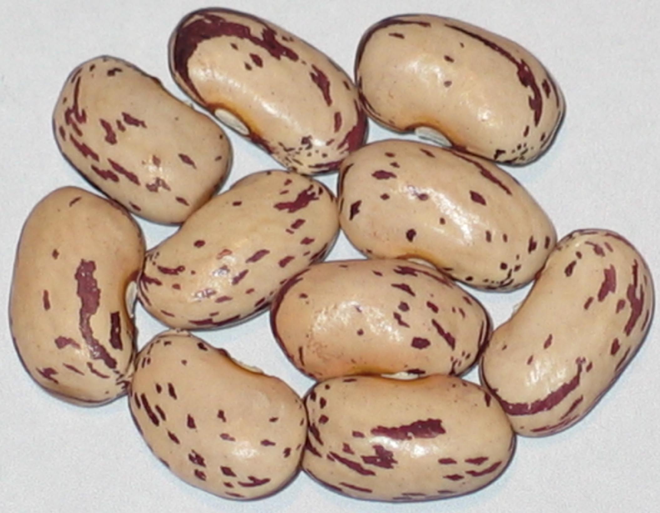 image of Coco Rubico beans