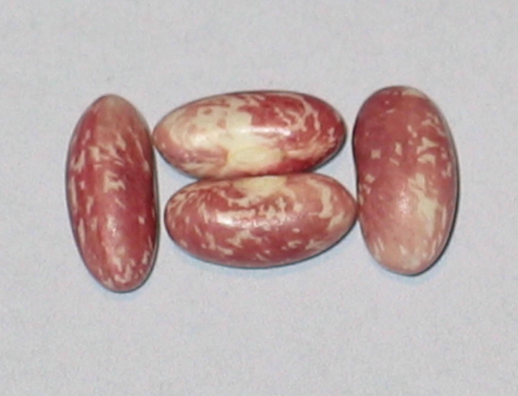 image of Conserva beans