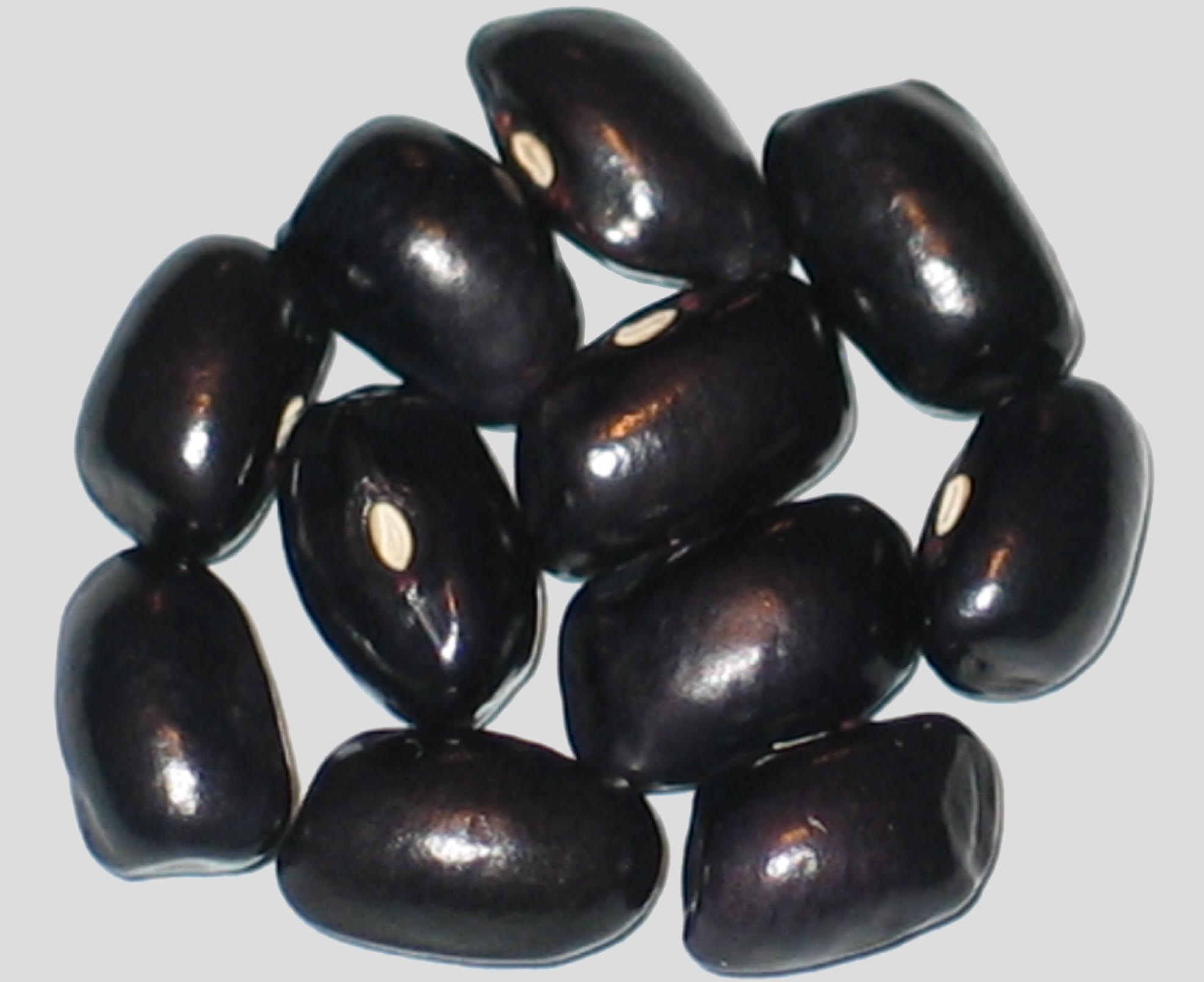 image of Corn Planters Purple beans