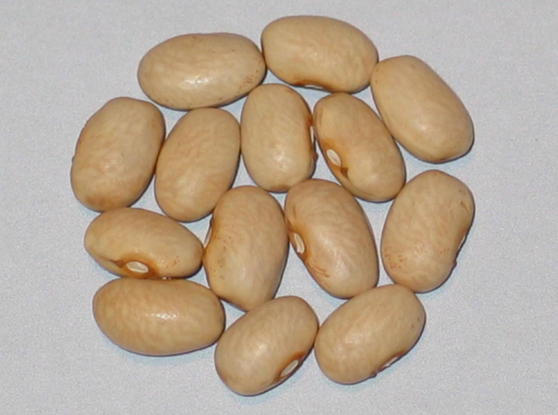image of Cream Six Weeks beans