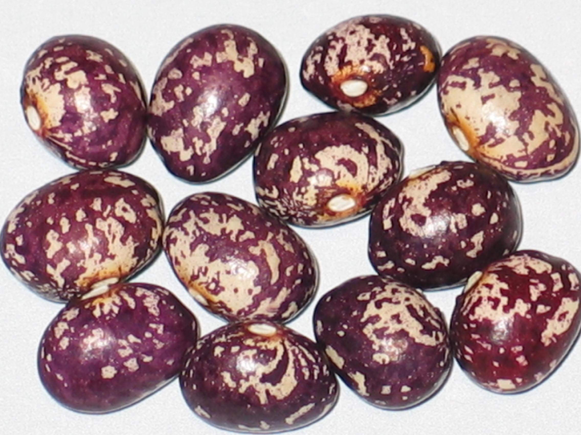 image of Cresnjevec beans