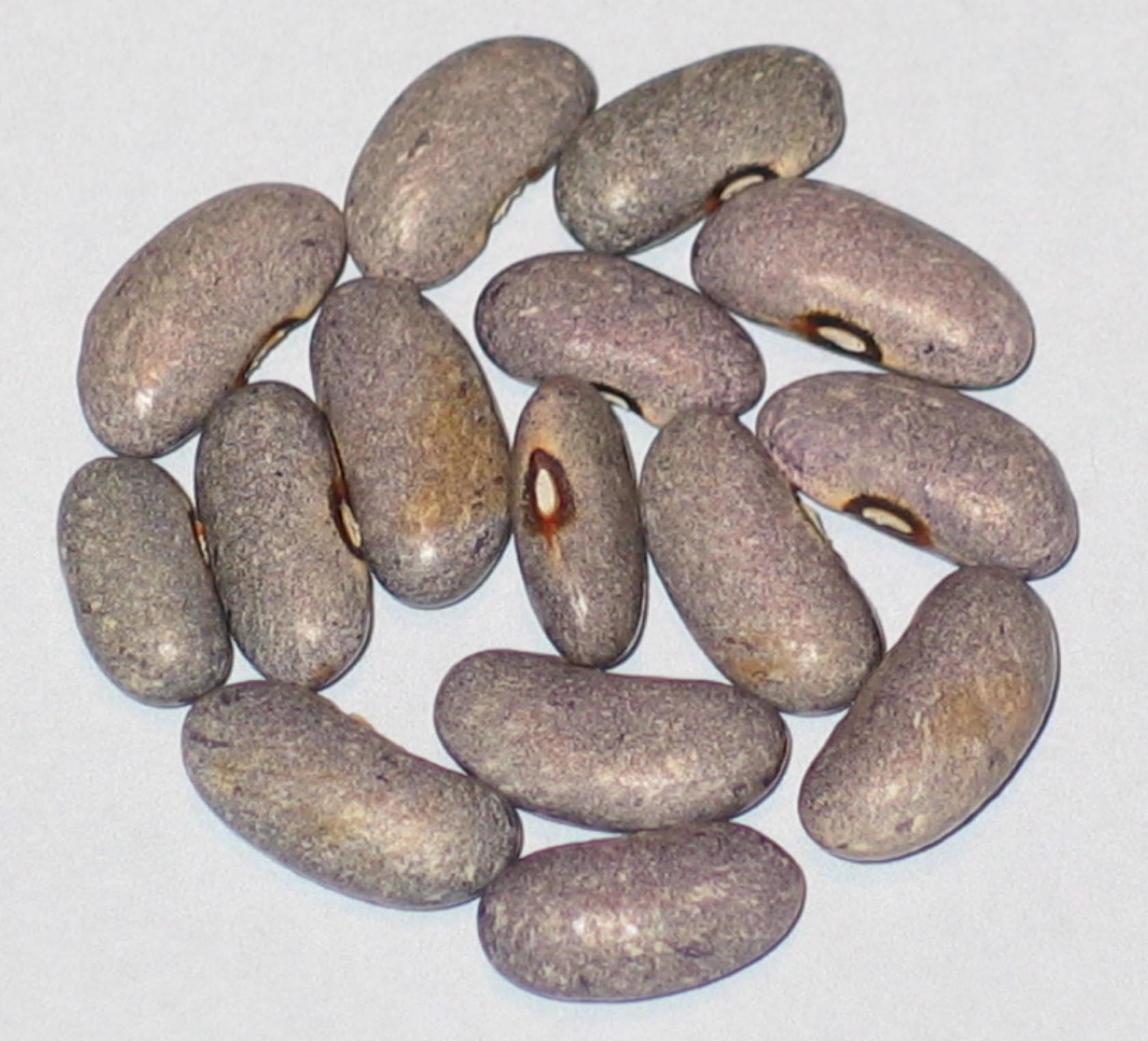 image of Cyrus Grays beans