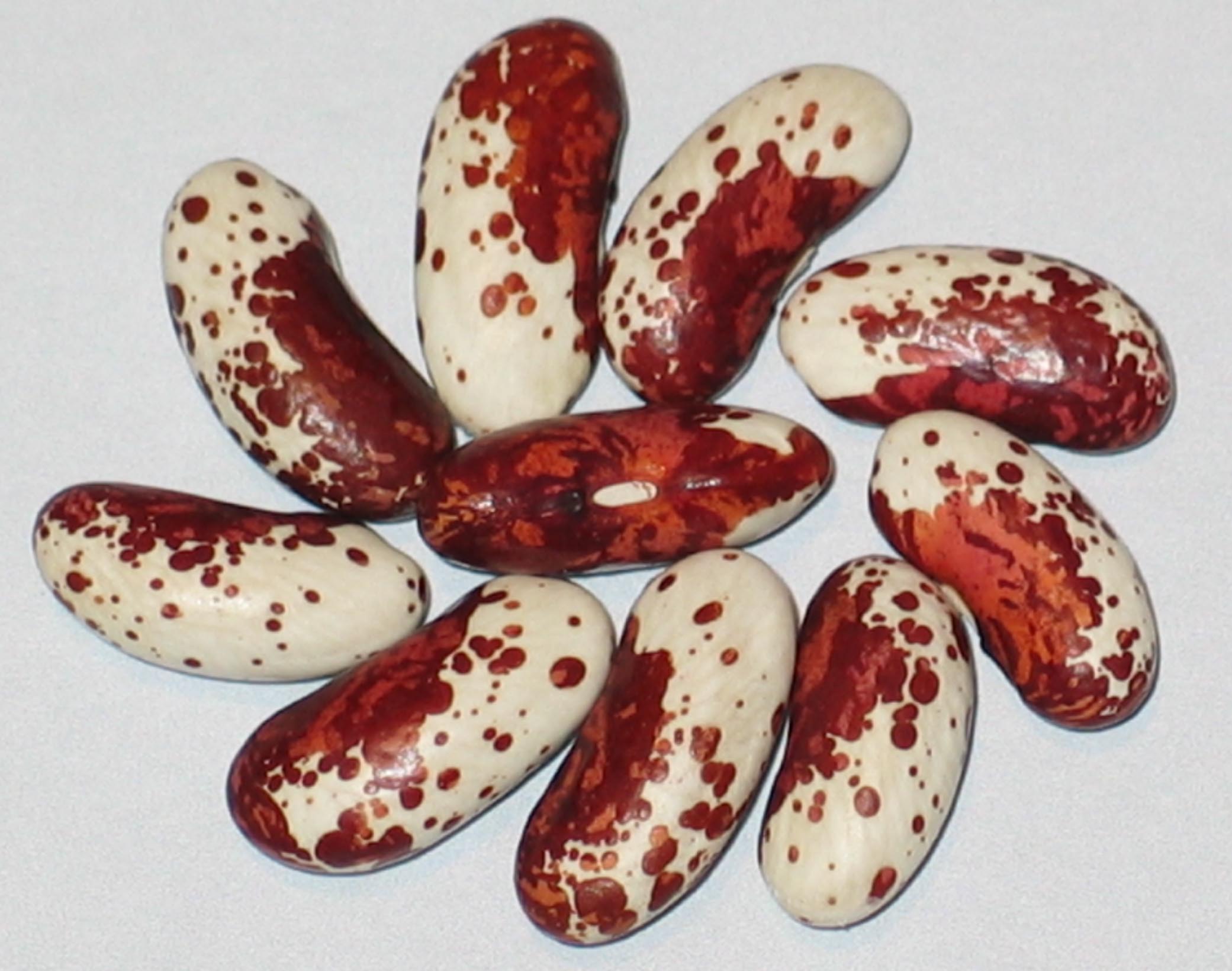 image of Dalmatian beans