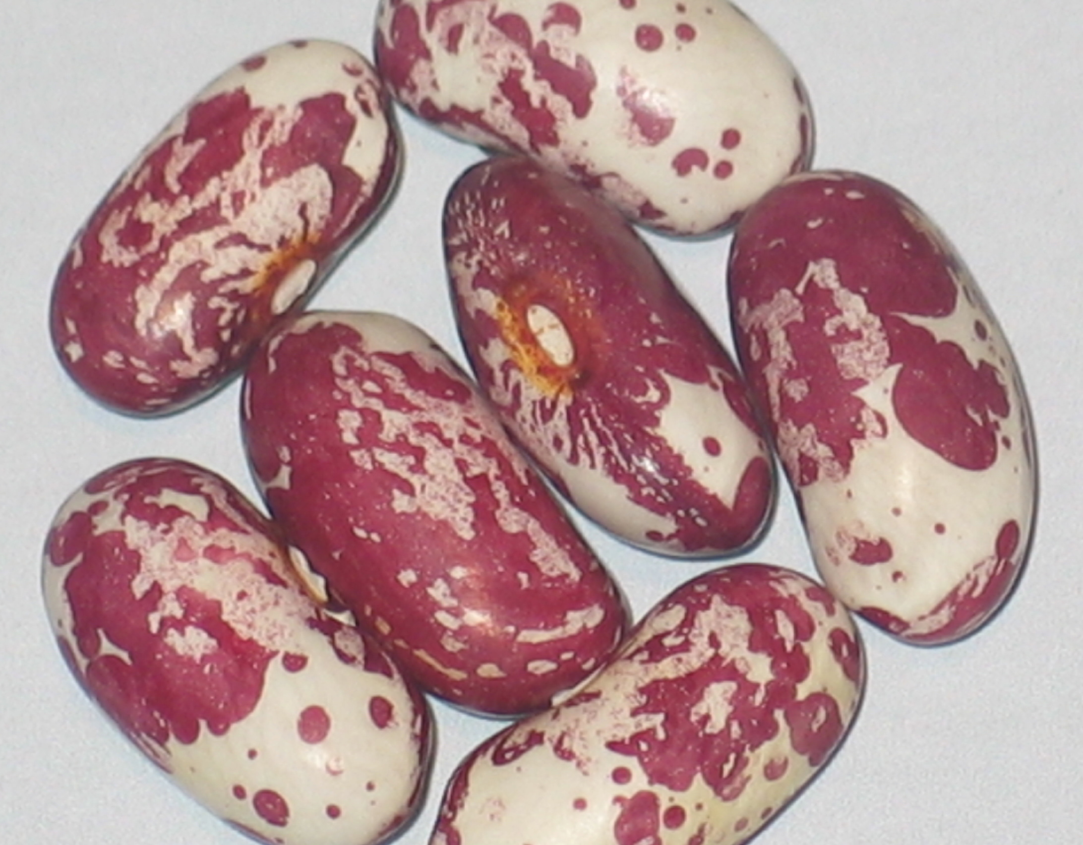 image of Dana's Soldier beans
