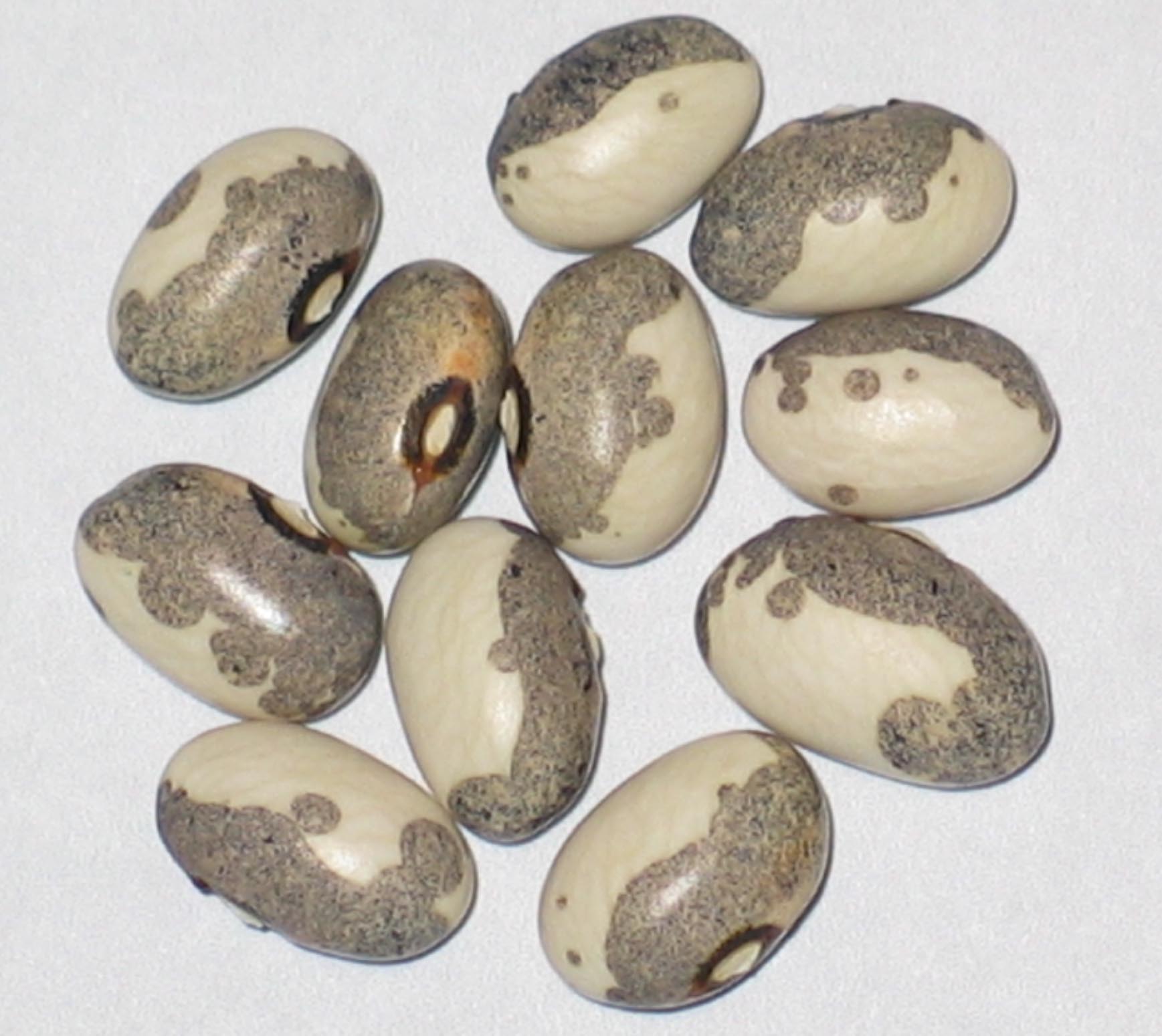 image of Dapple Grey beans