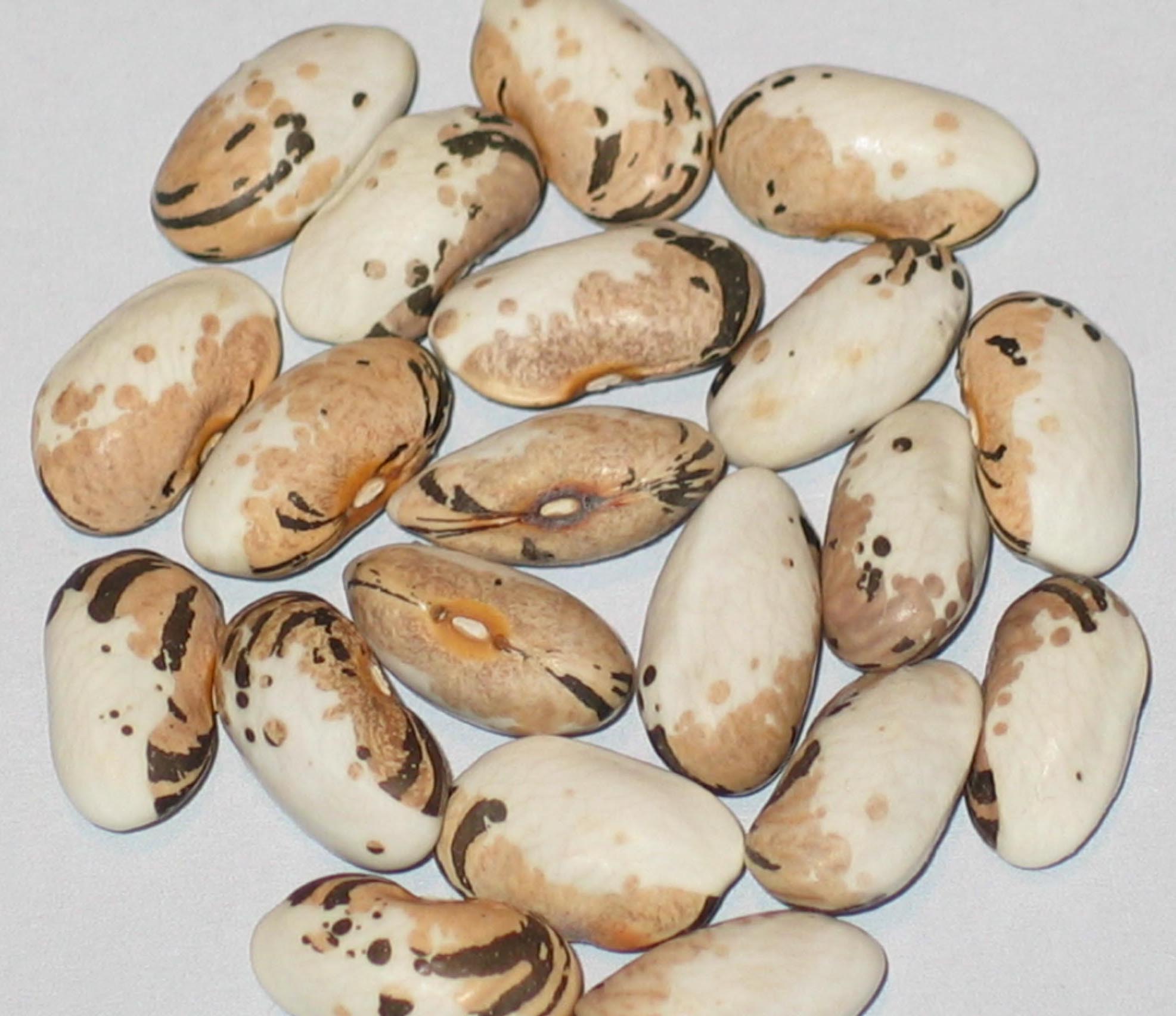 image of Dlouha Pulena Ze Smolijanu beans