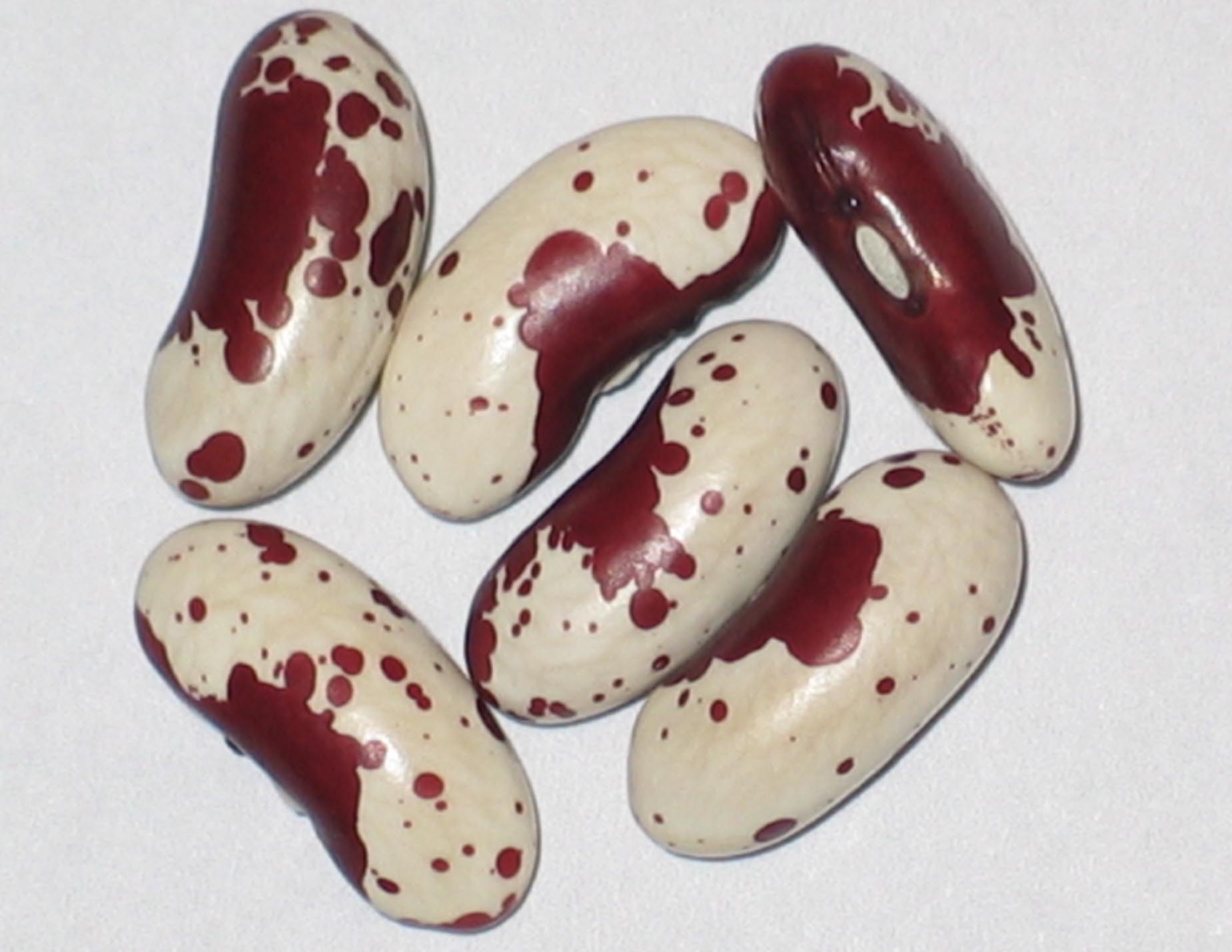image of Dog beans