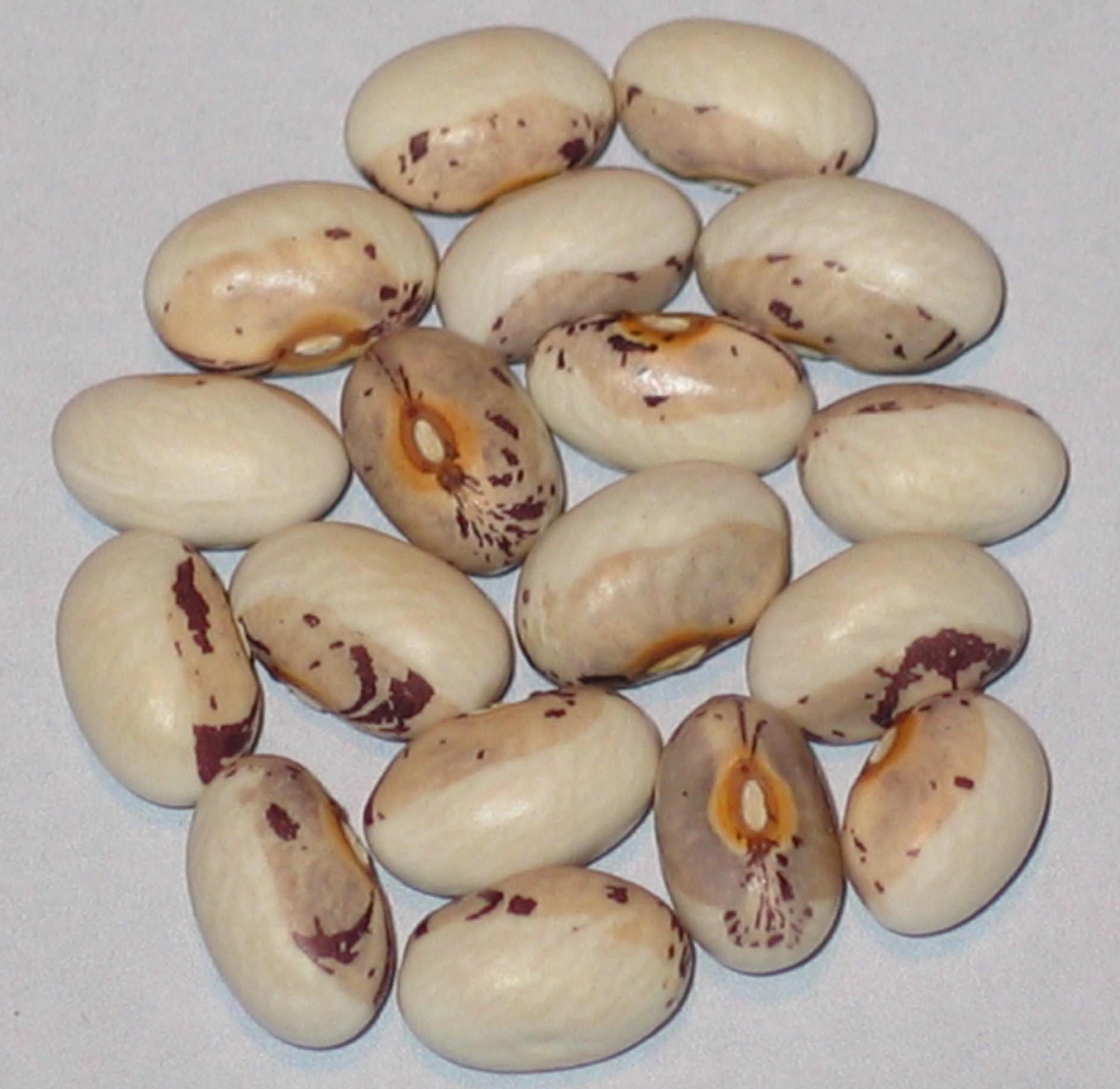 image of Dwarf Shield beans