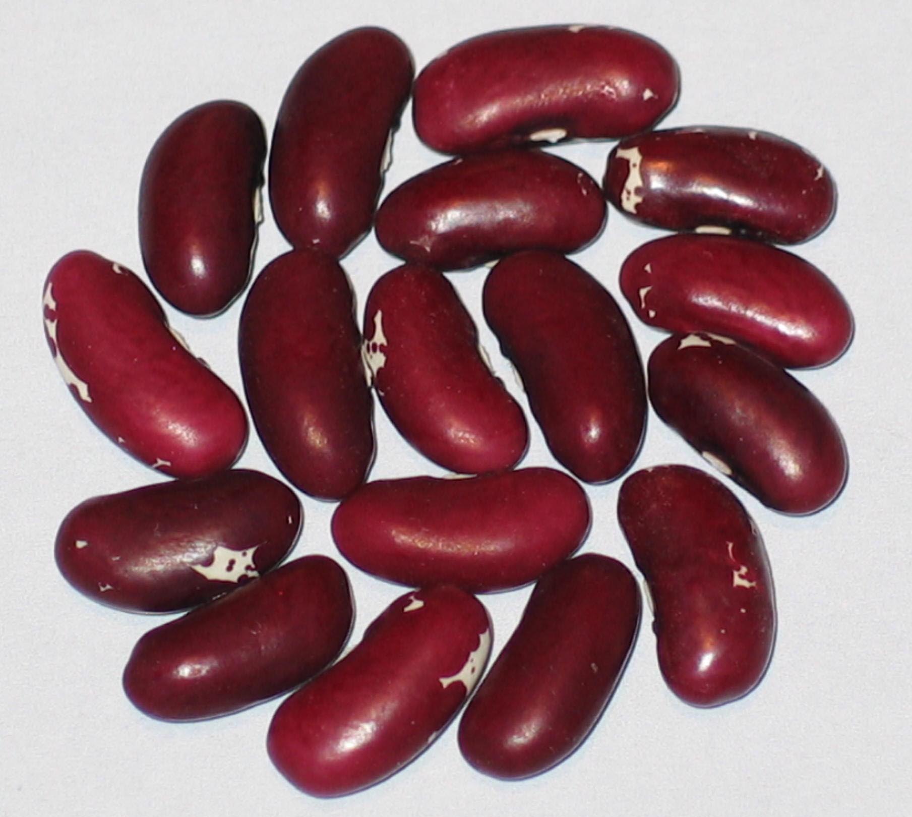 image of Early Vermillion beans