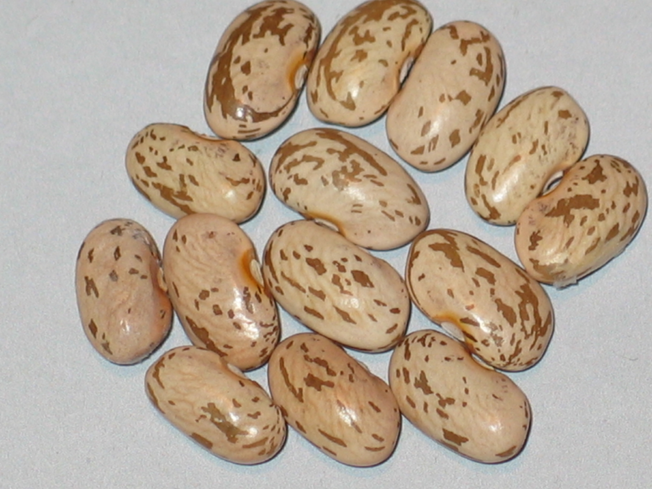 image of Early Victor beans