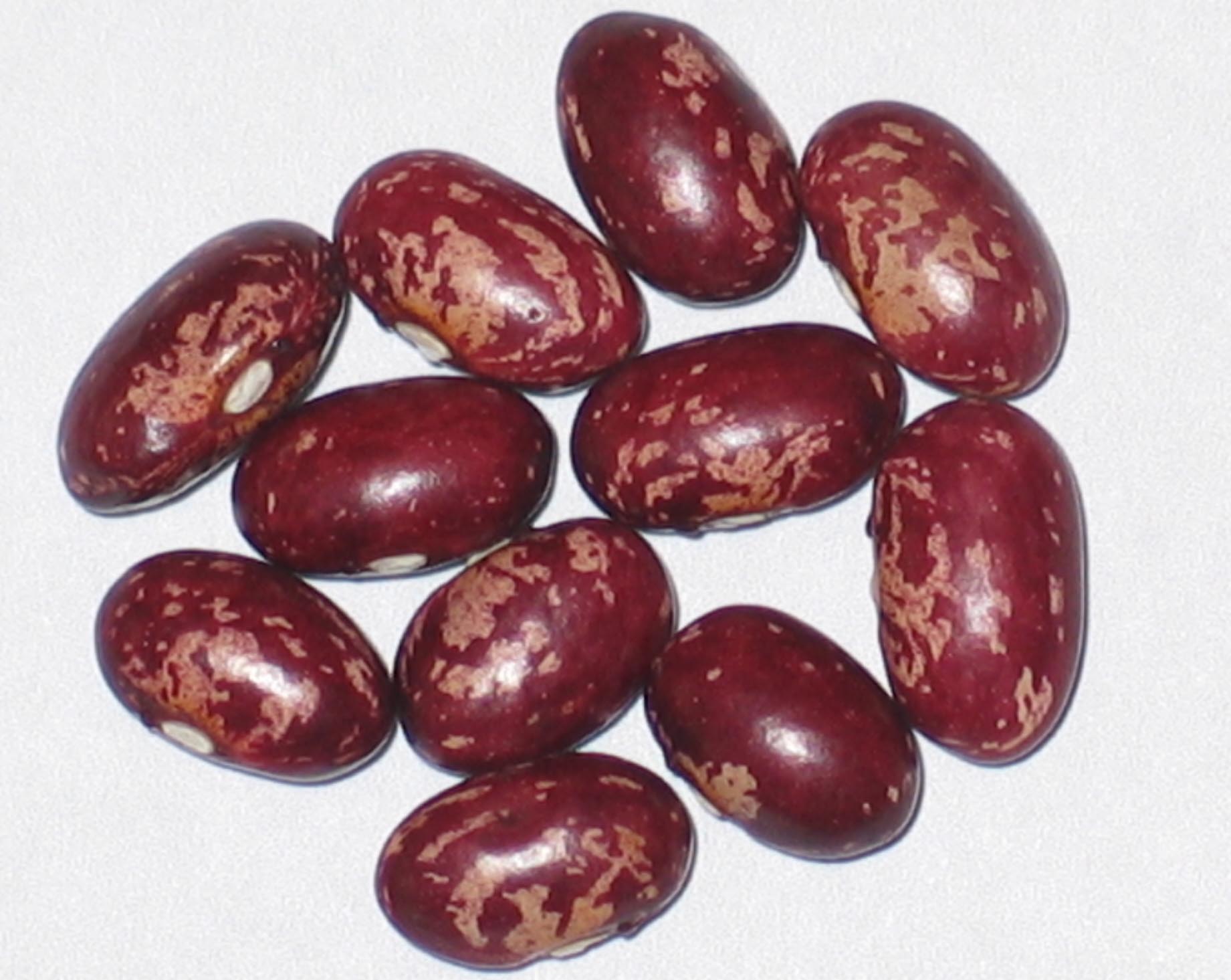 image of Early Warwick beans