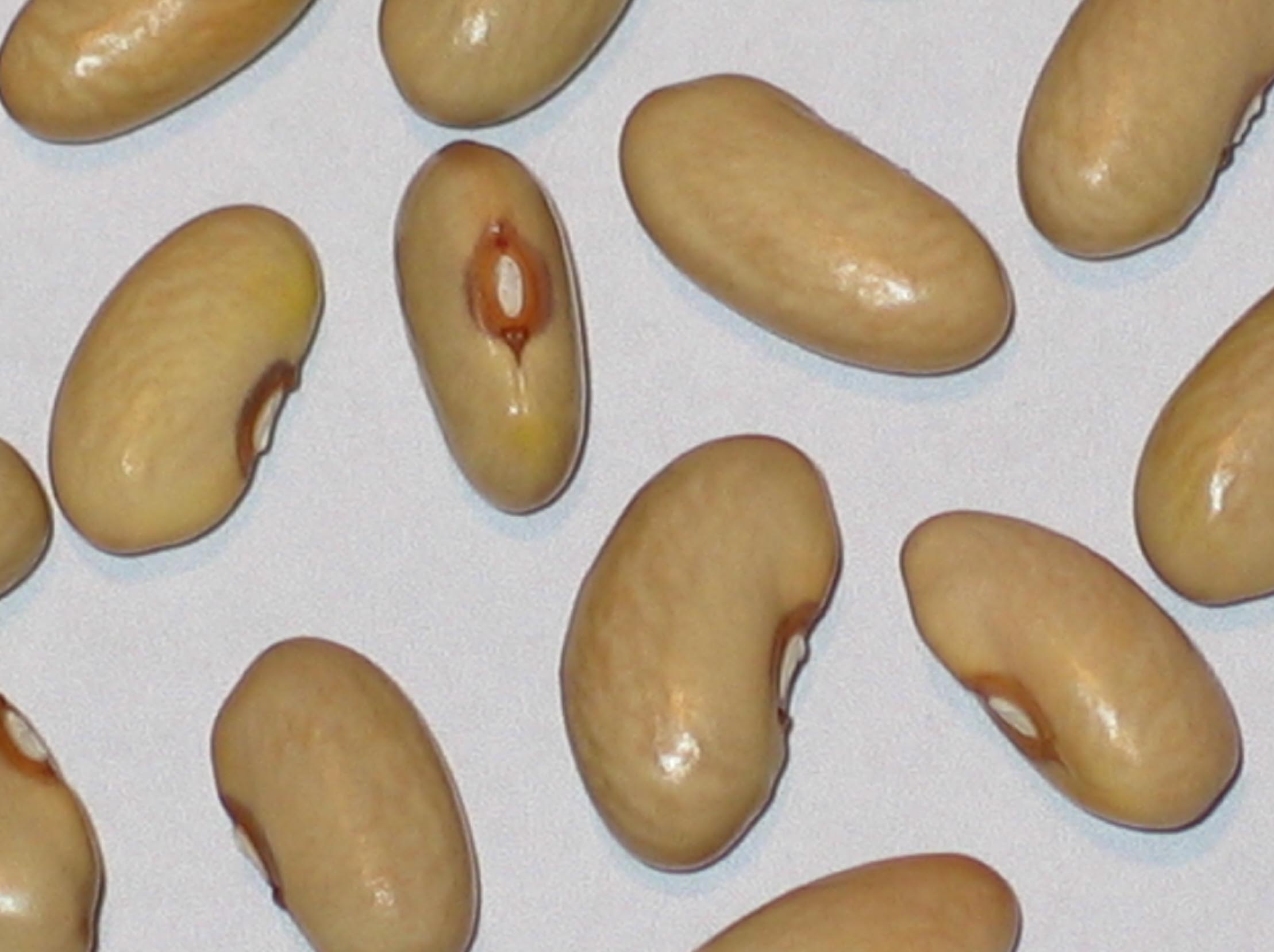 image of Early Yellow Six Weeks beans