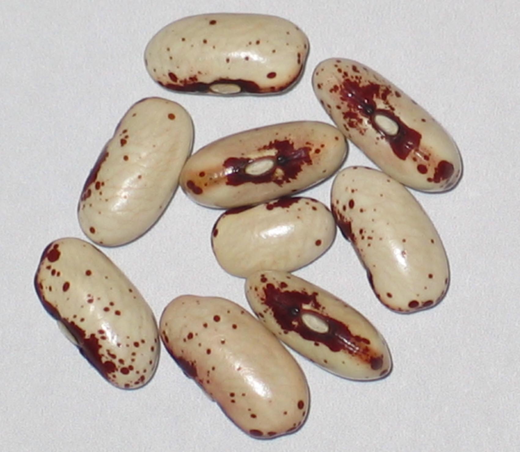 image of Eden Prairie beans