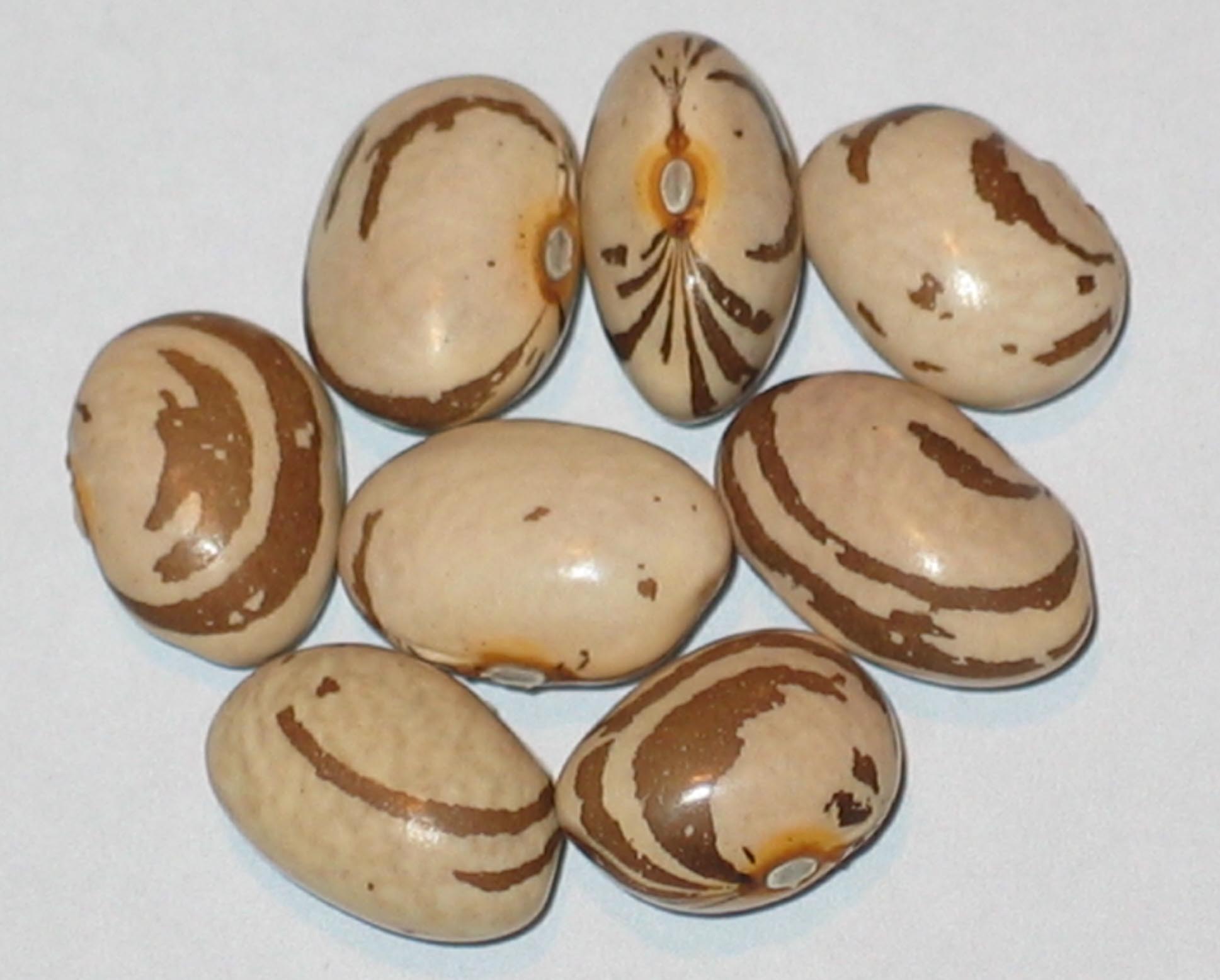 image of Eye Of The Goat beans