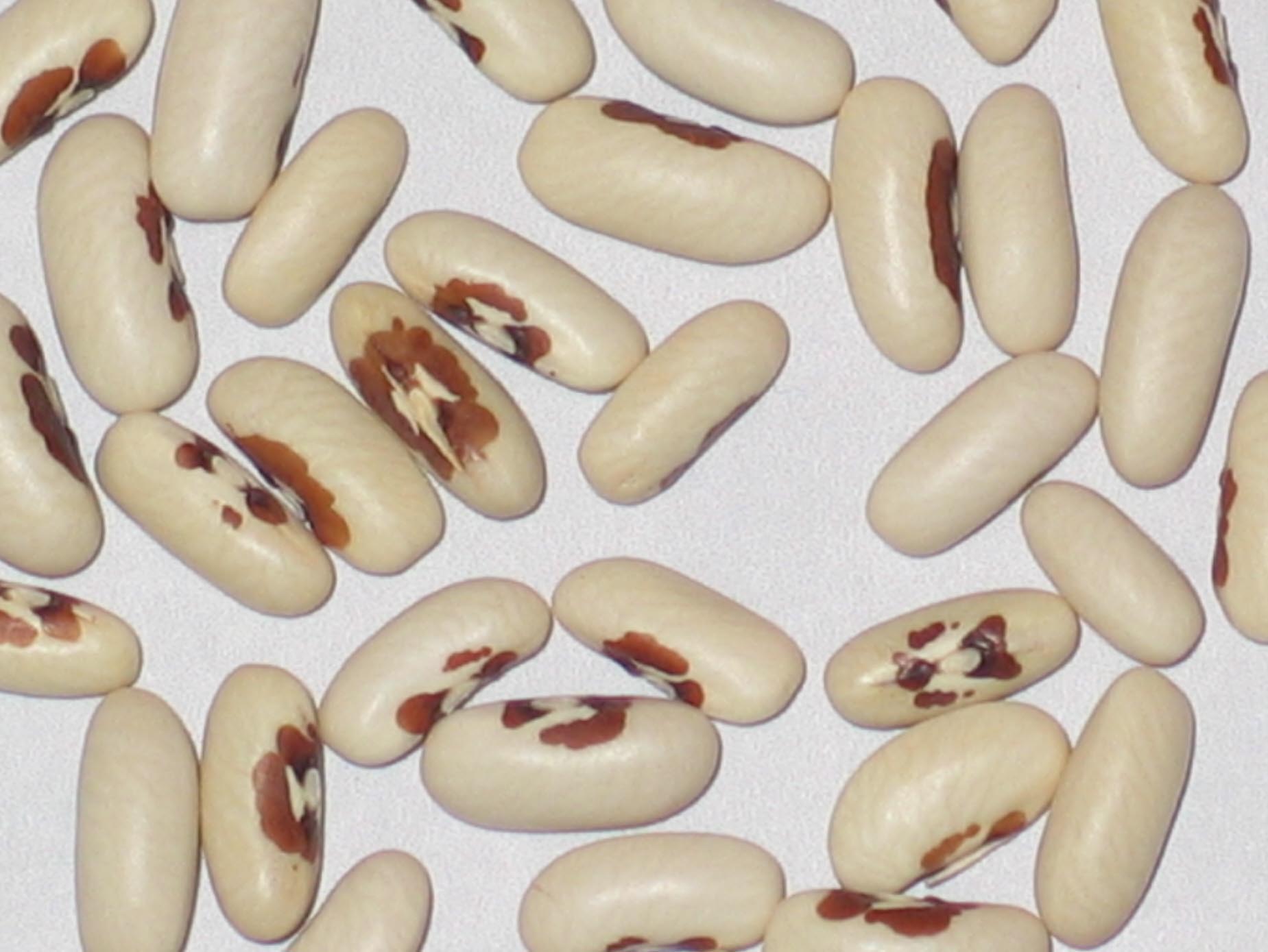 image of Falcon beans