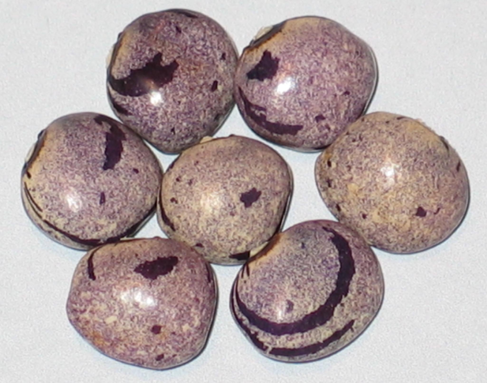 image of Forelle Fliederfarben beans