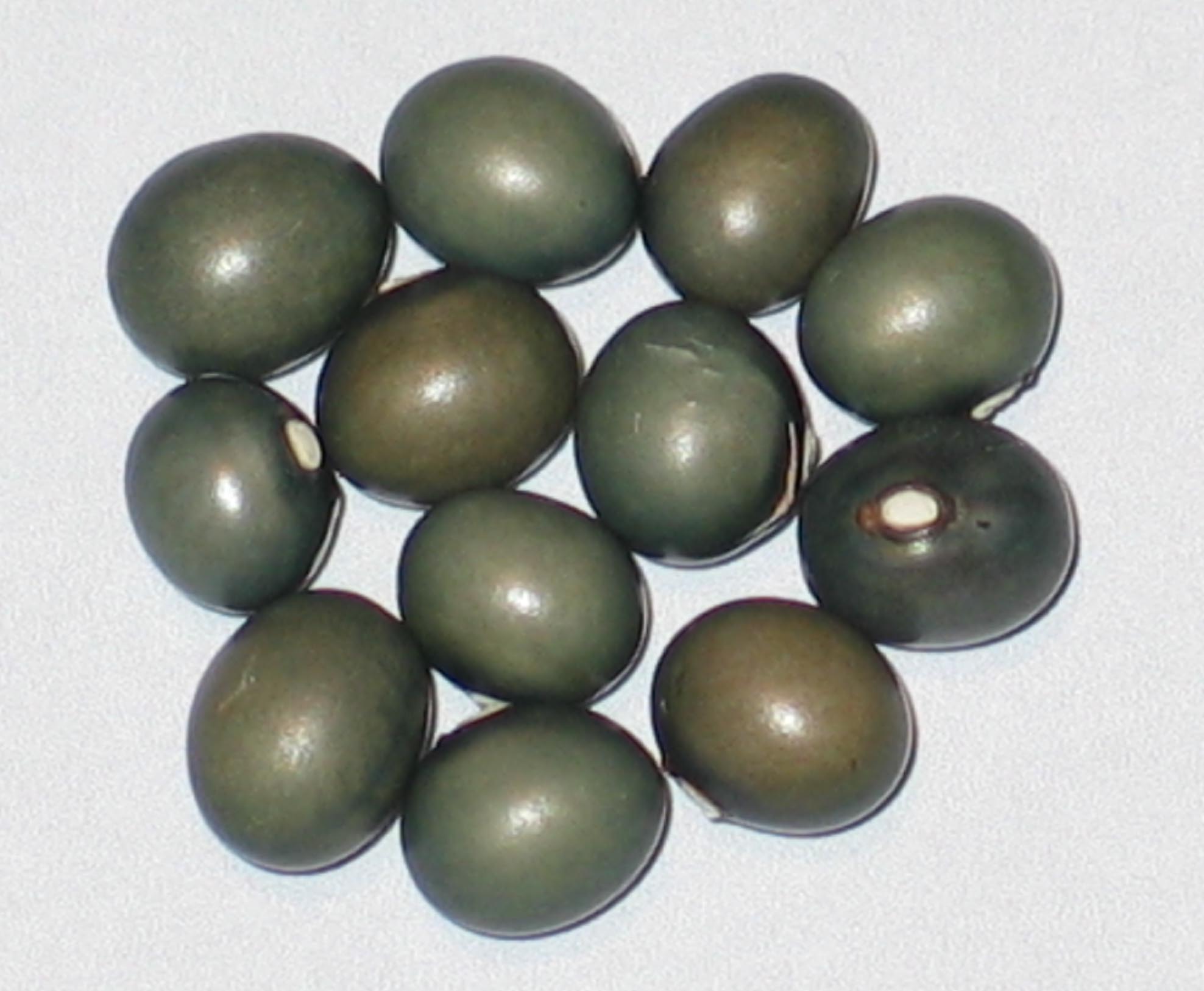 image of Fort Portal Jade beans