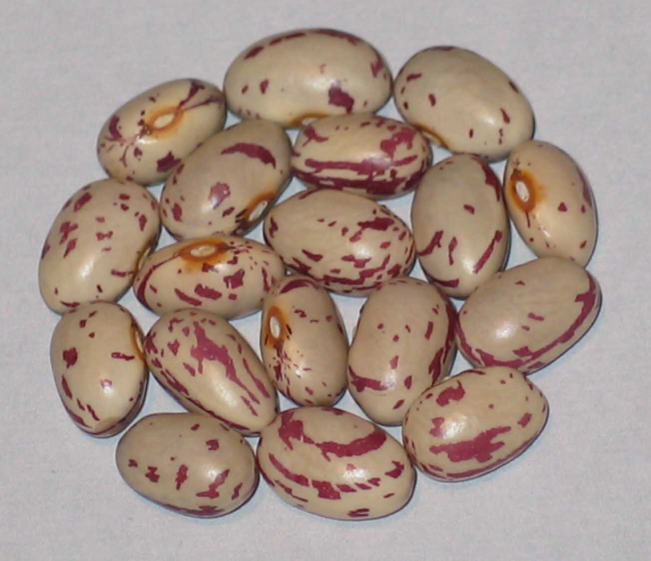 image of Gabarone Sugar beans