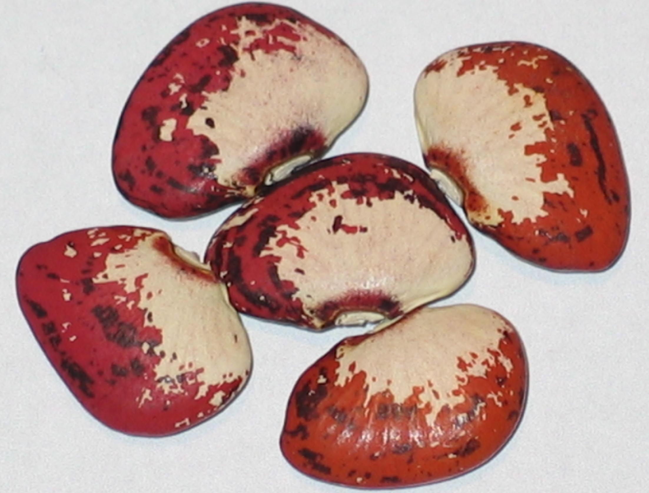 image of Ganymede beans