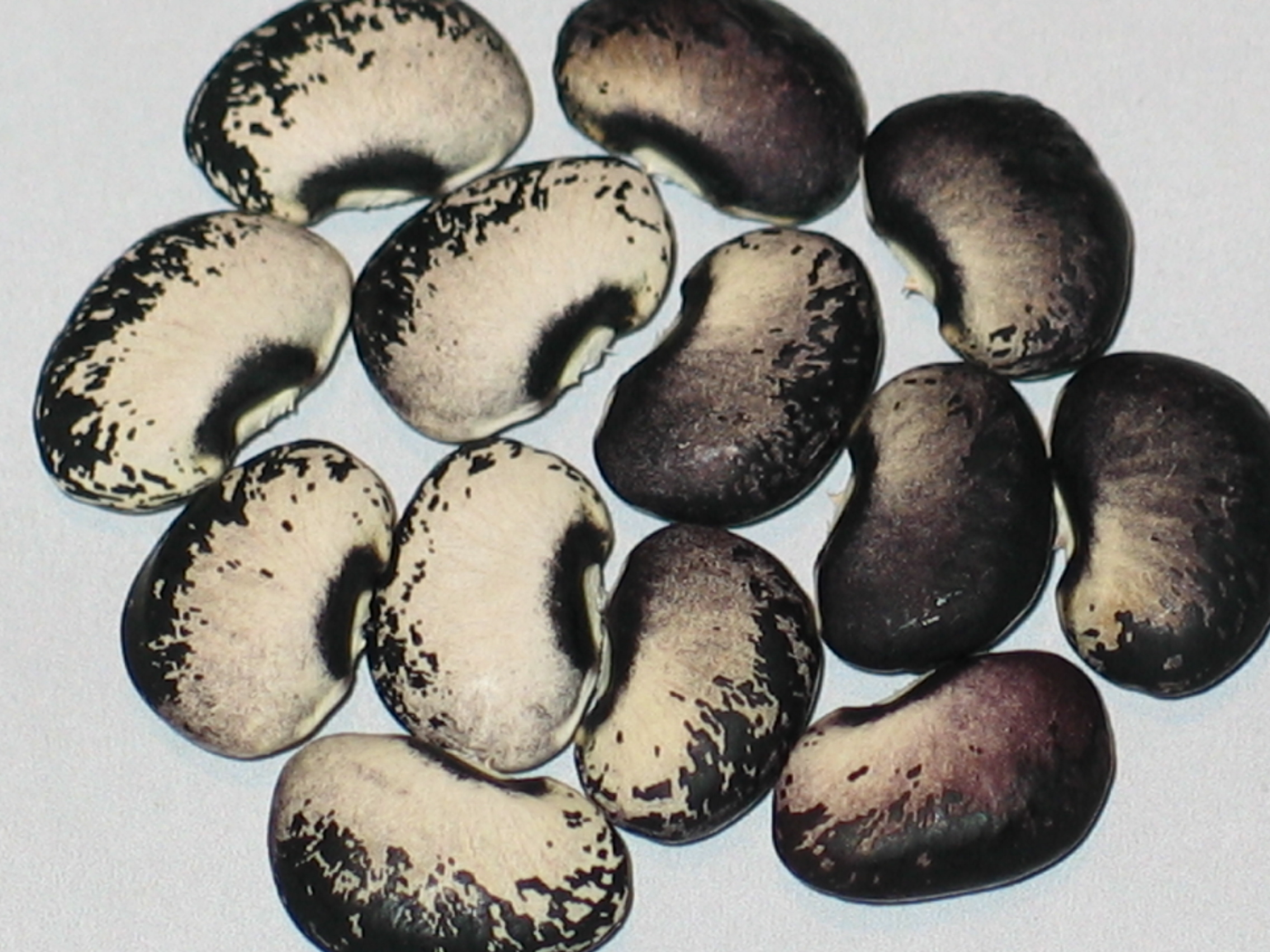image of Genesis beans