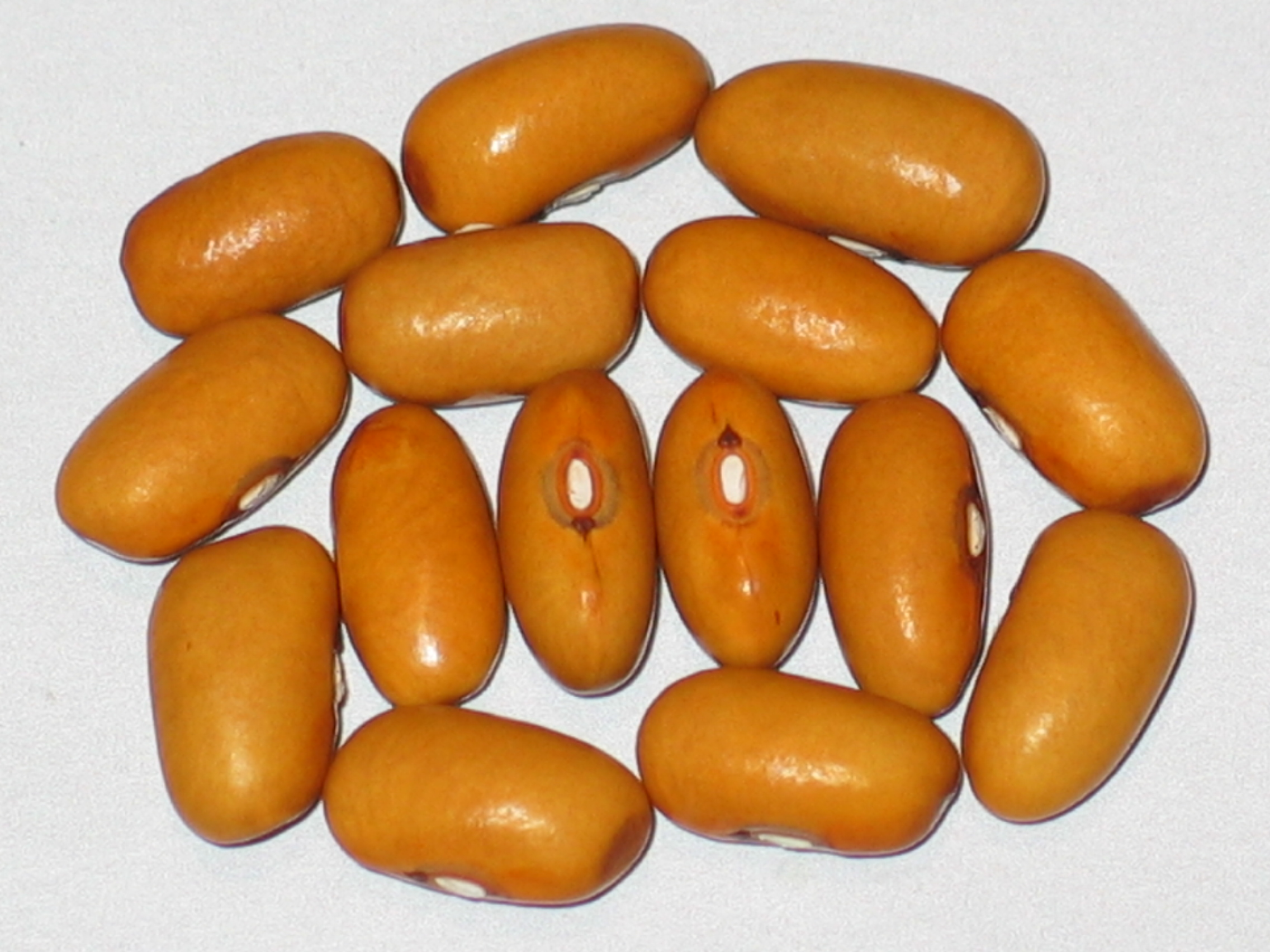 image of Giant Stringless Greenpod beans
