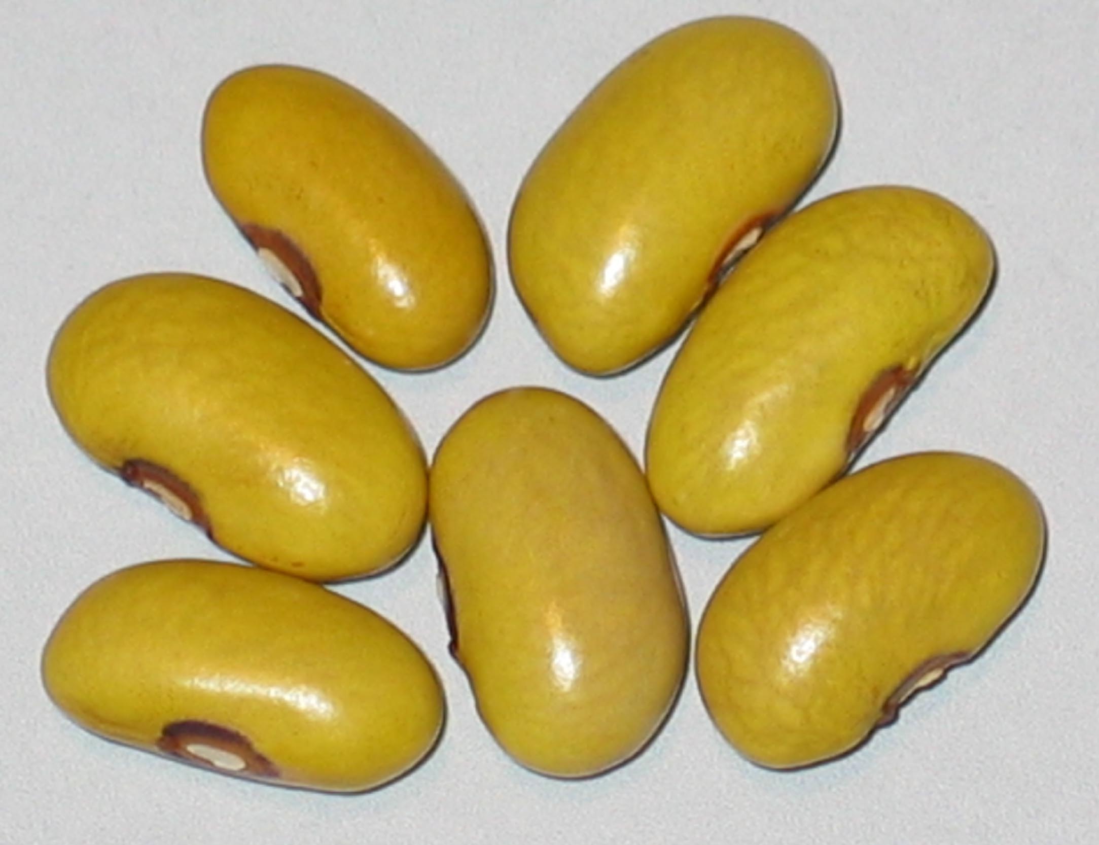 image of Giele Waldbeantsje beans
