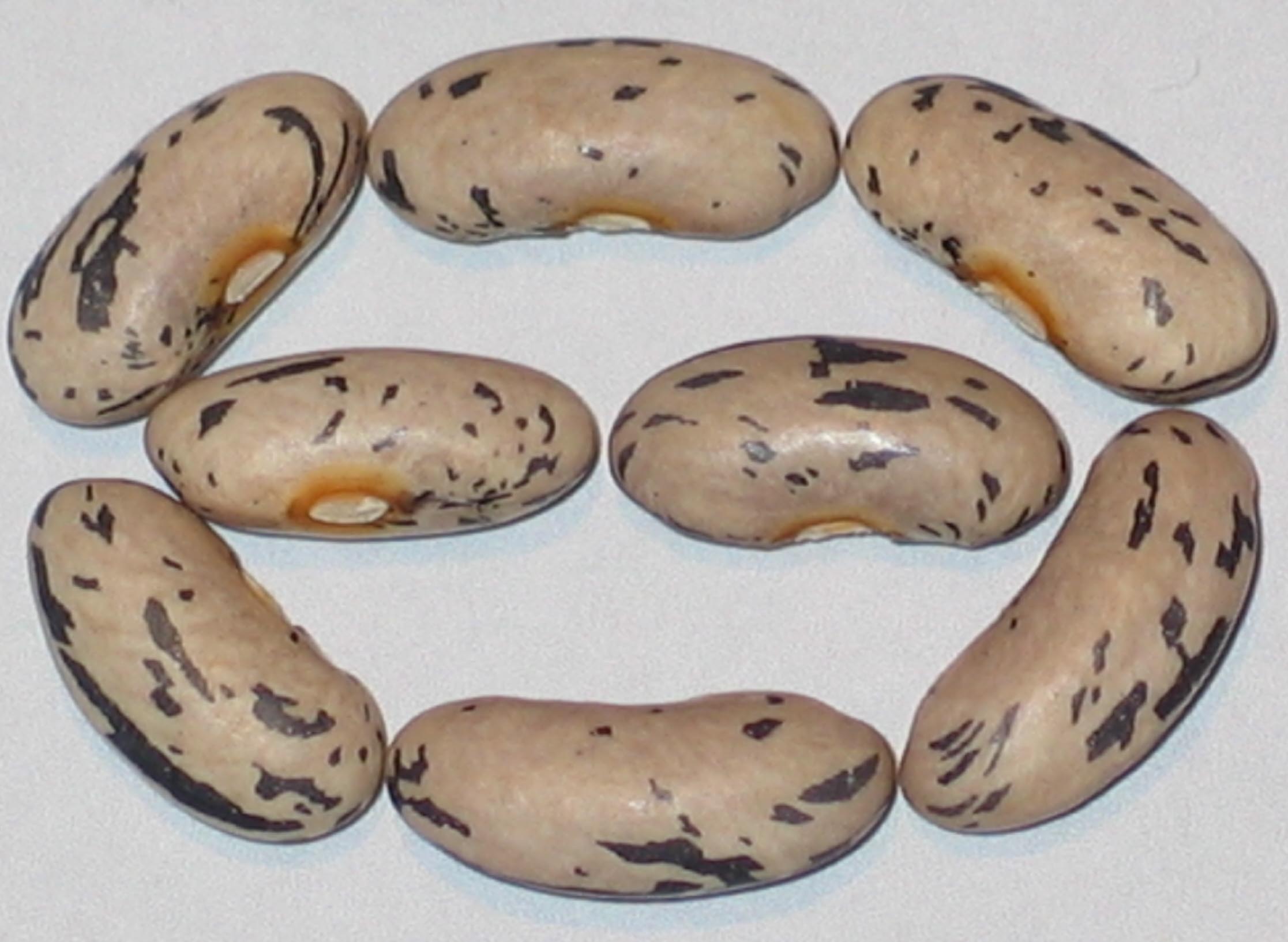 image of Landfrauen beans