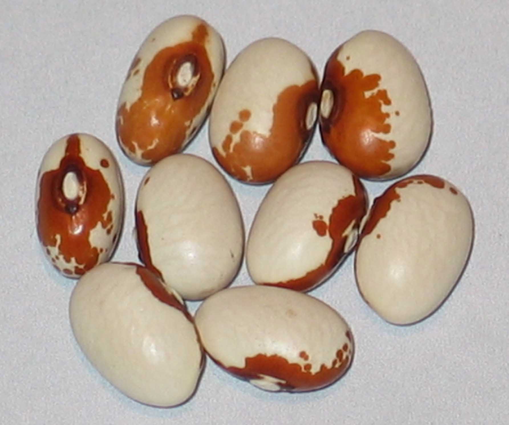 image of Maine beans