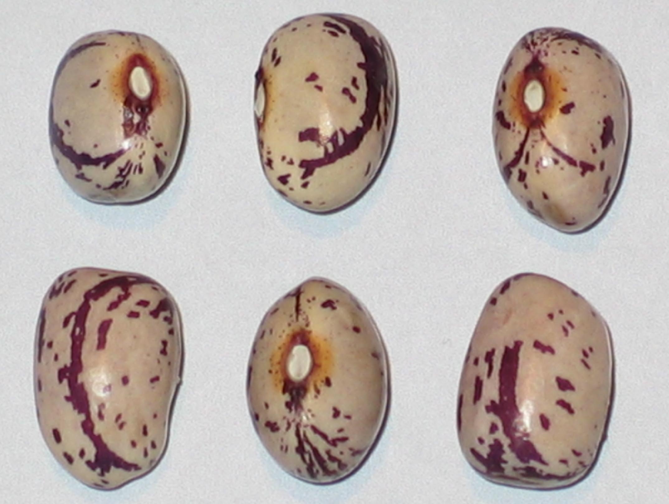 image of Major Cook's beans