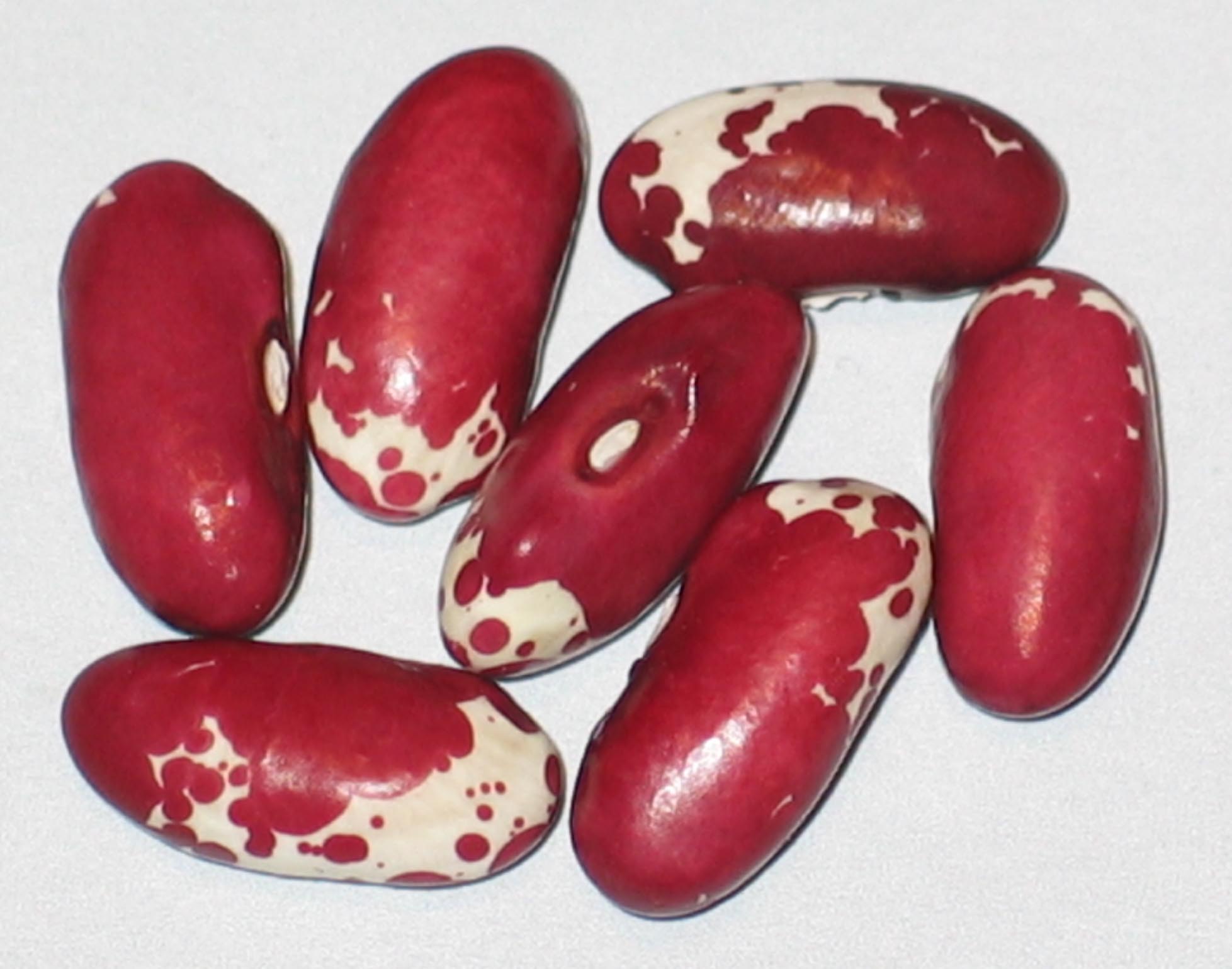 image of Mammoth Trout beans