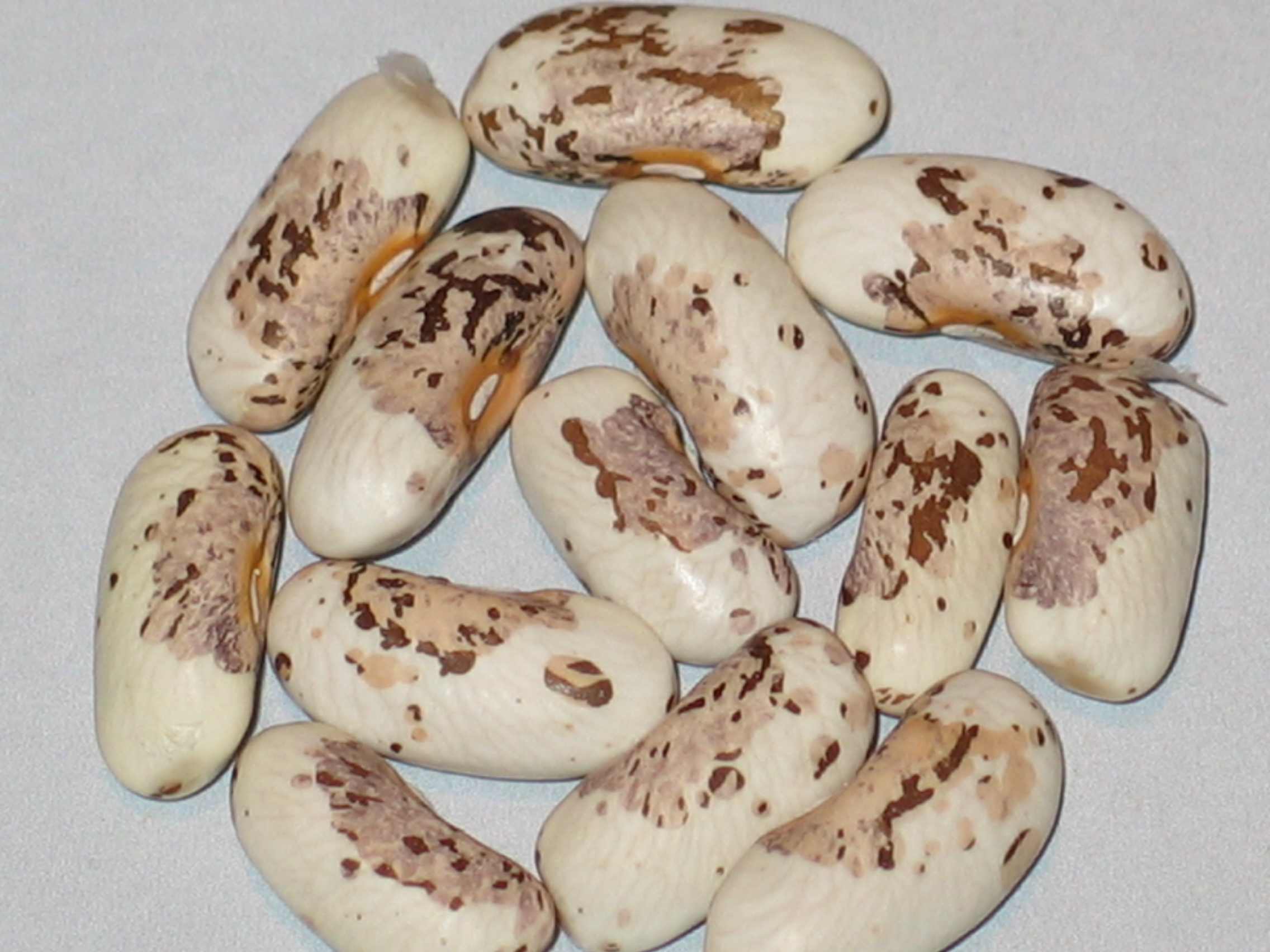 image of Mazeppa beans
