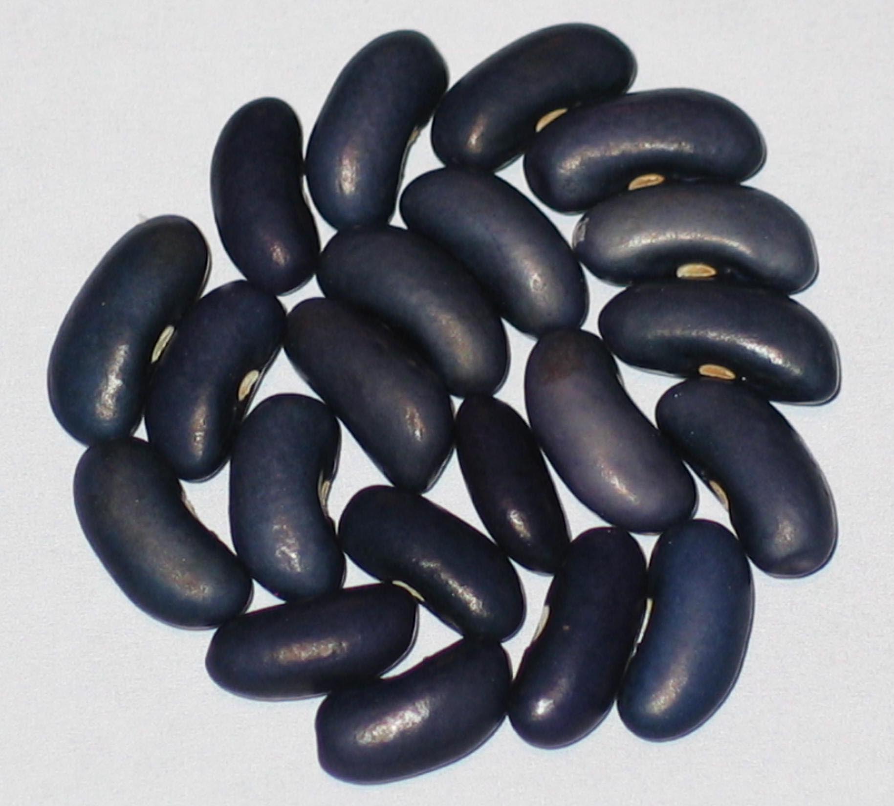 image of Midnight Blue beans