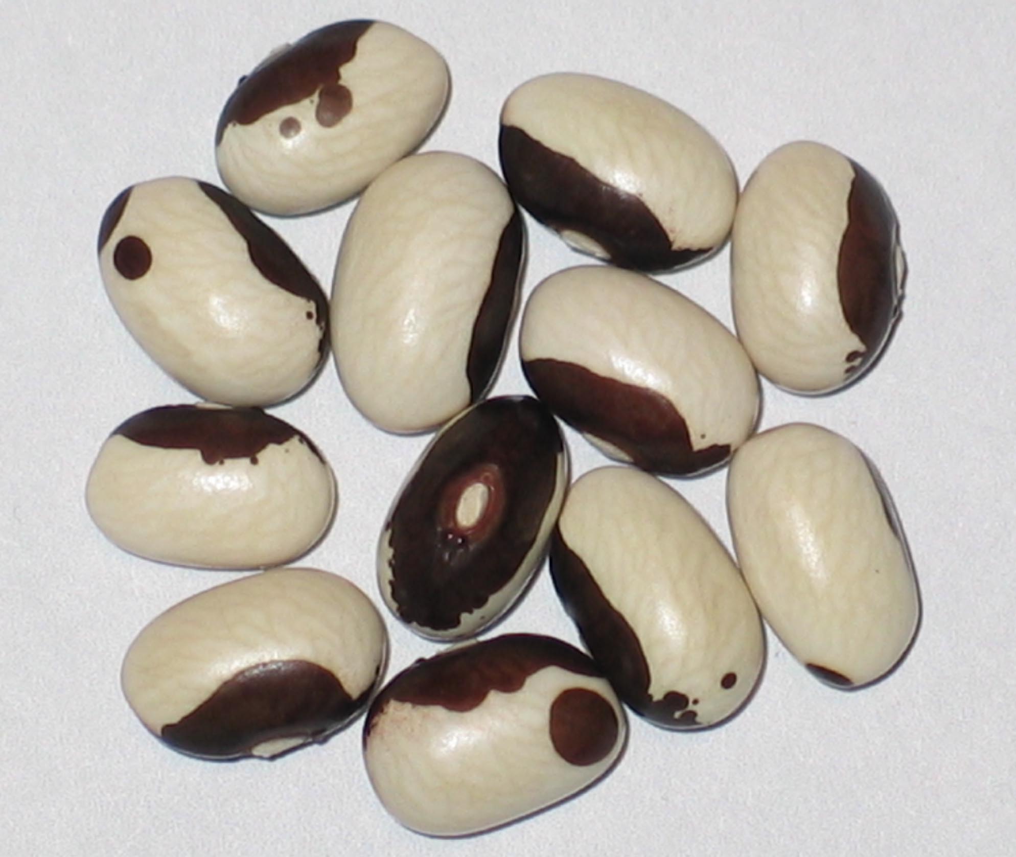 image of Minnesota 1940's beans