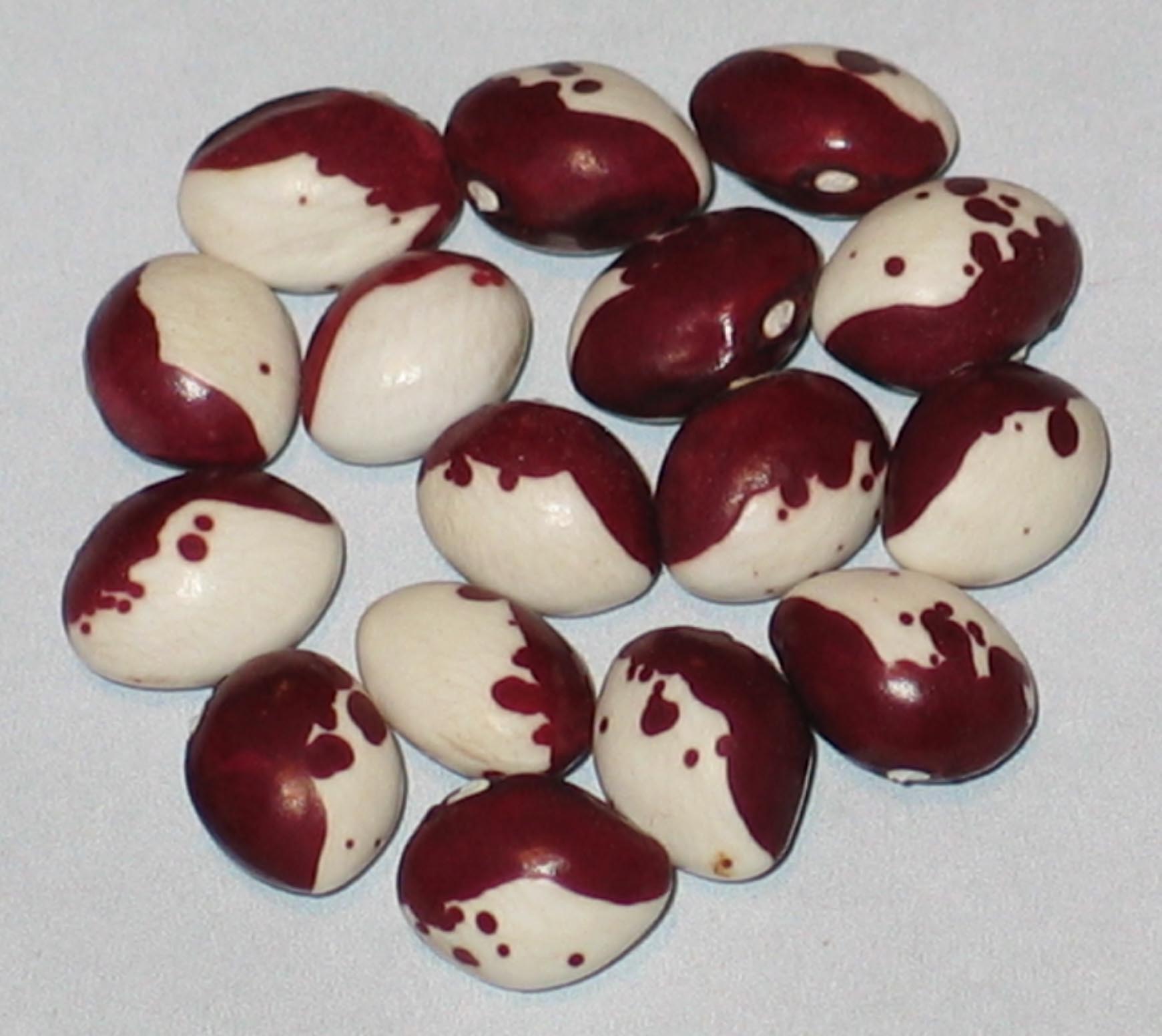 image of Monachelle De Trevio beans