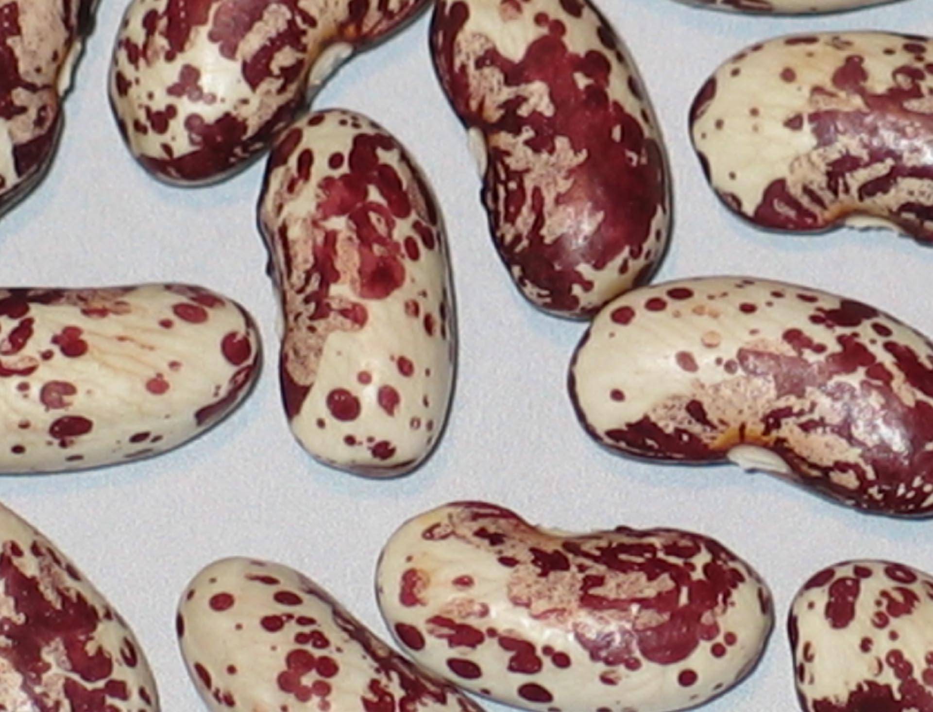 image of Money beans