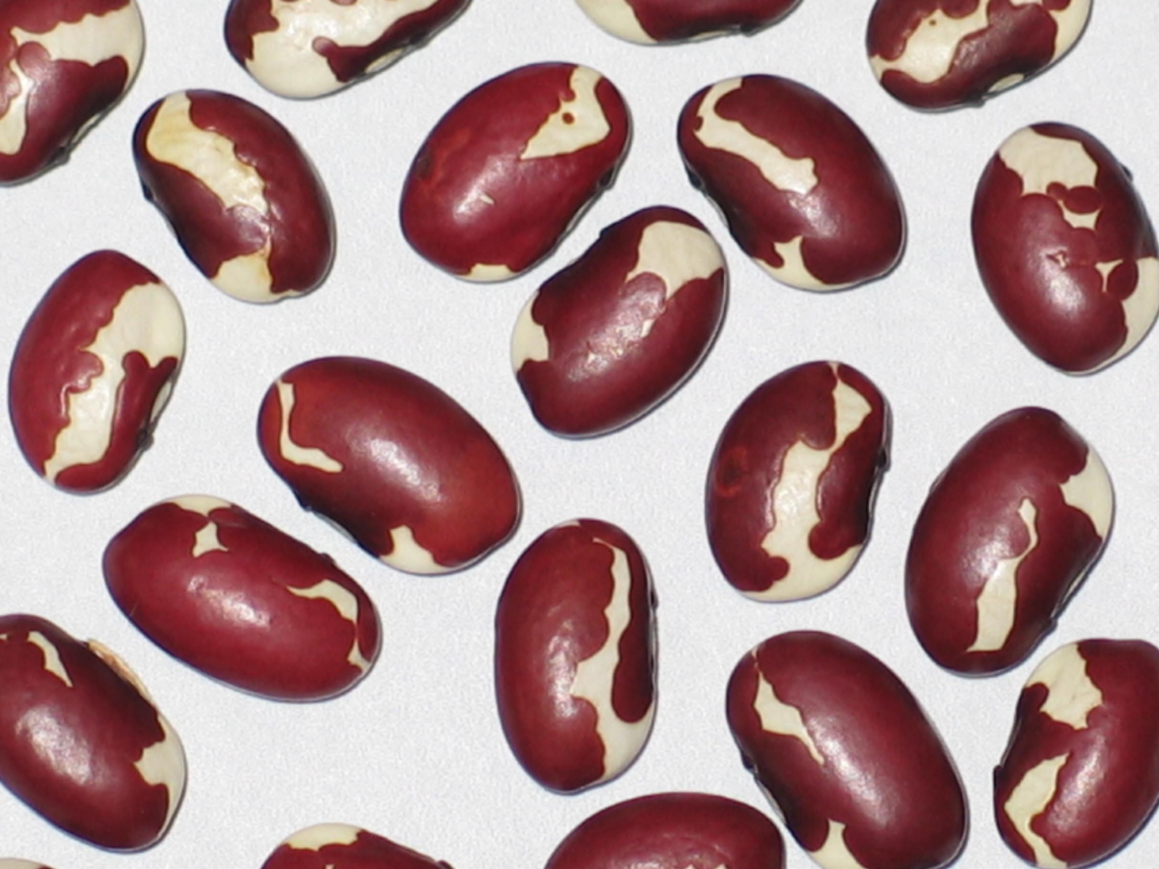 image of New Mexico Red Appaloosa beans