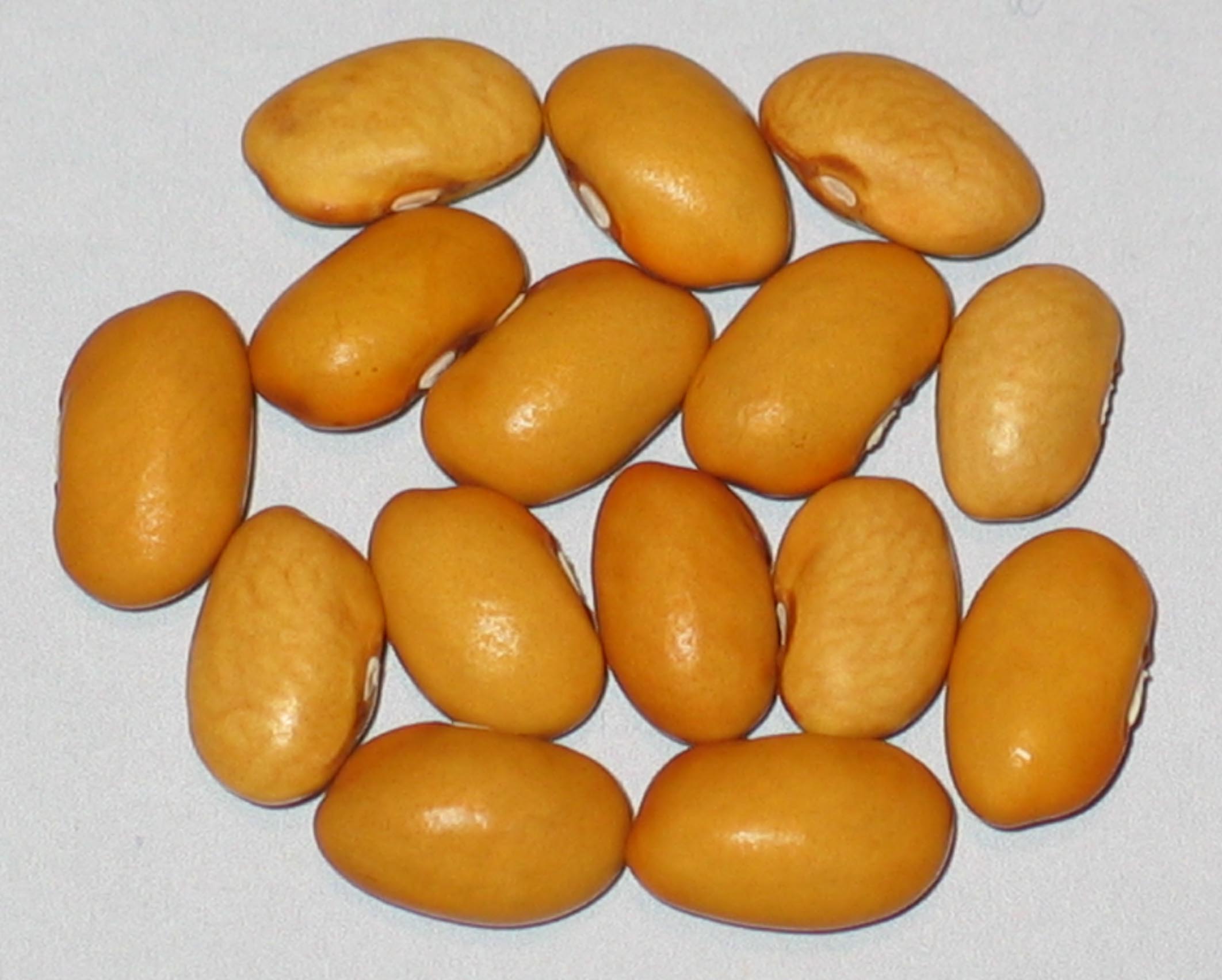 image of Nez Perce beans