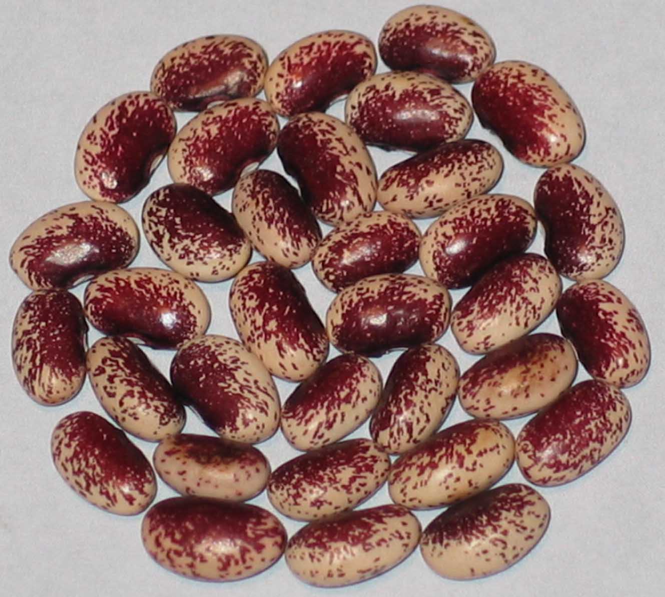 image of Nigel beans