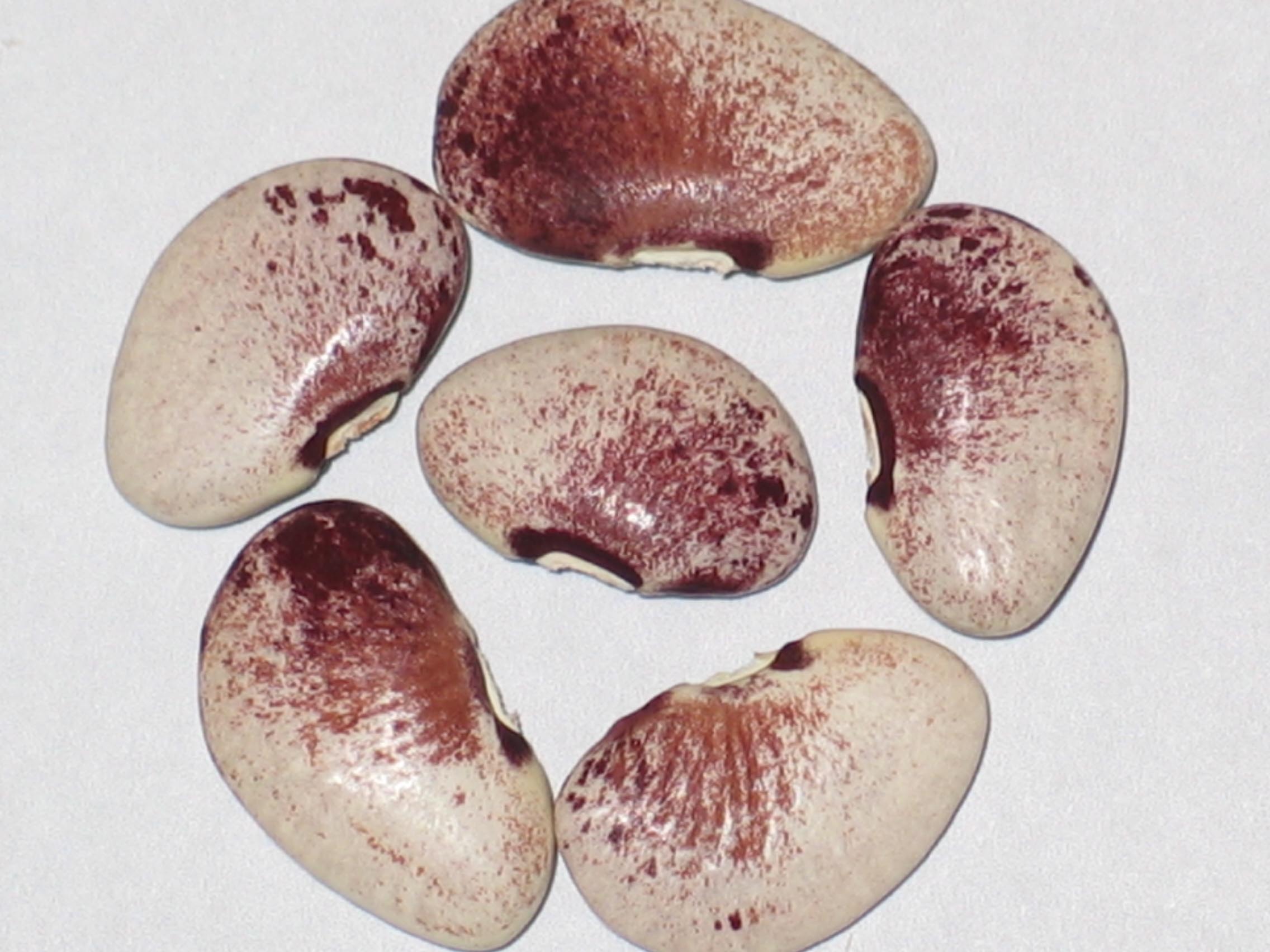 image of North Star beans