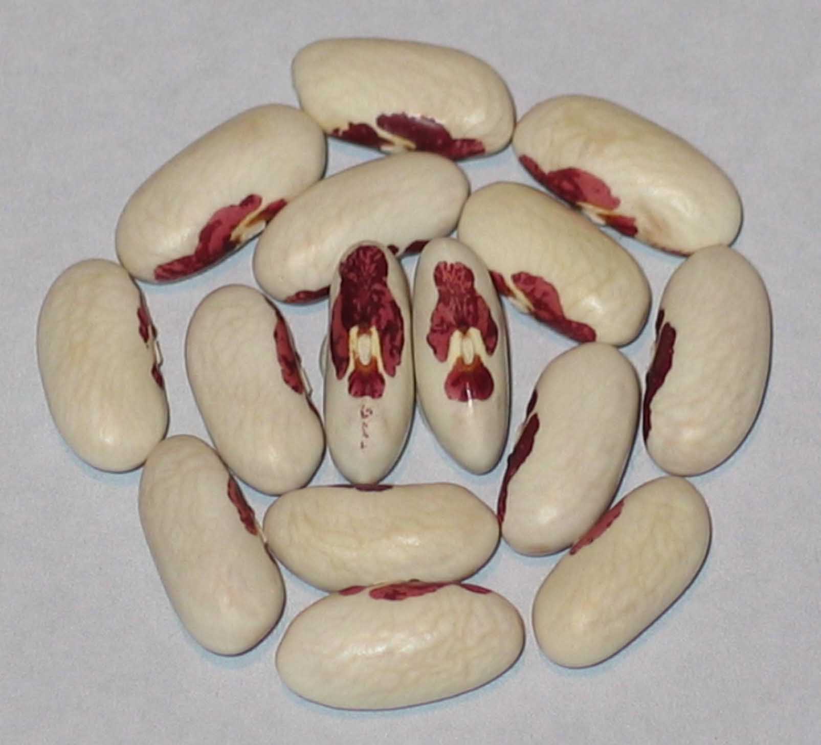 image of Nun's Belly Button beans