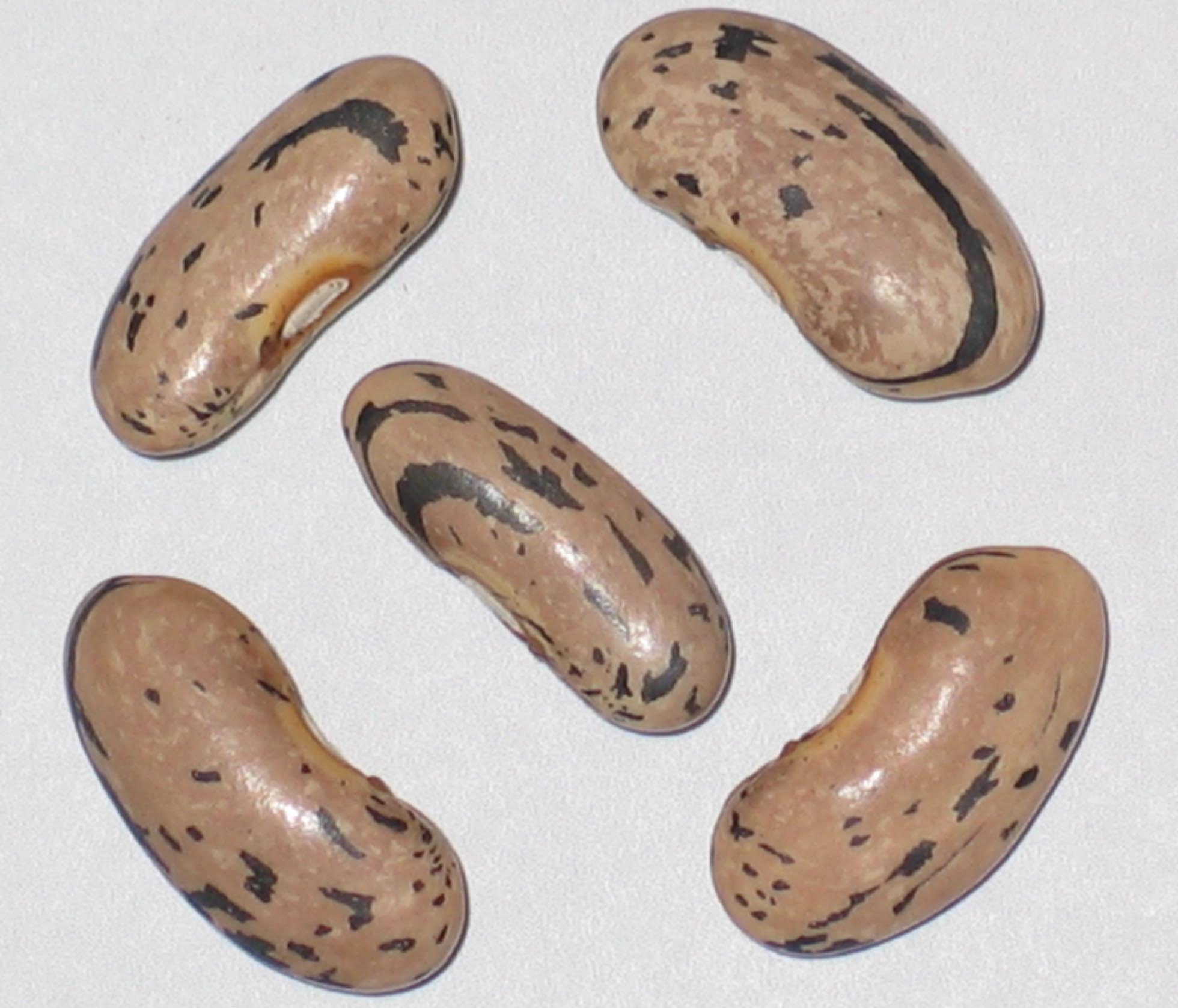 image of Oregon Giant beans