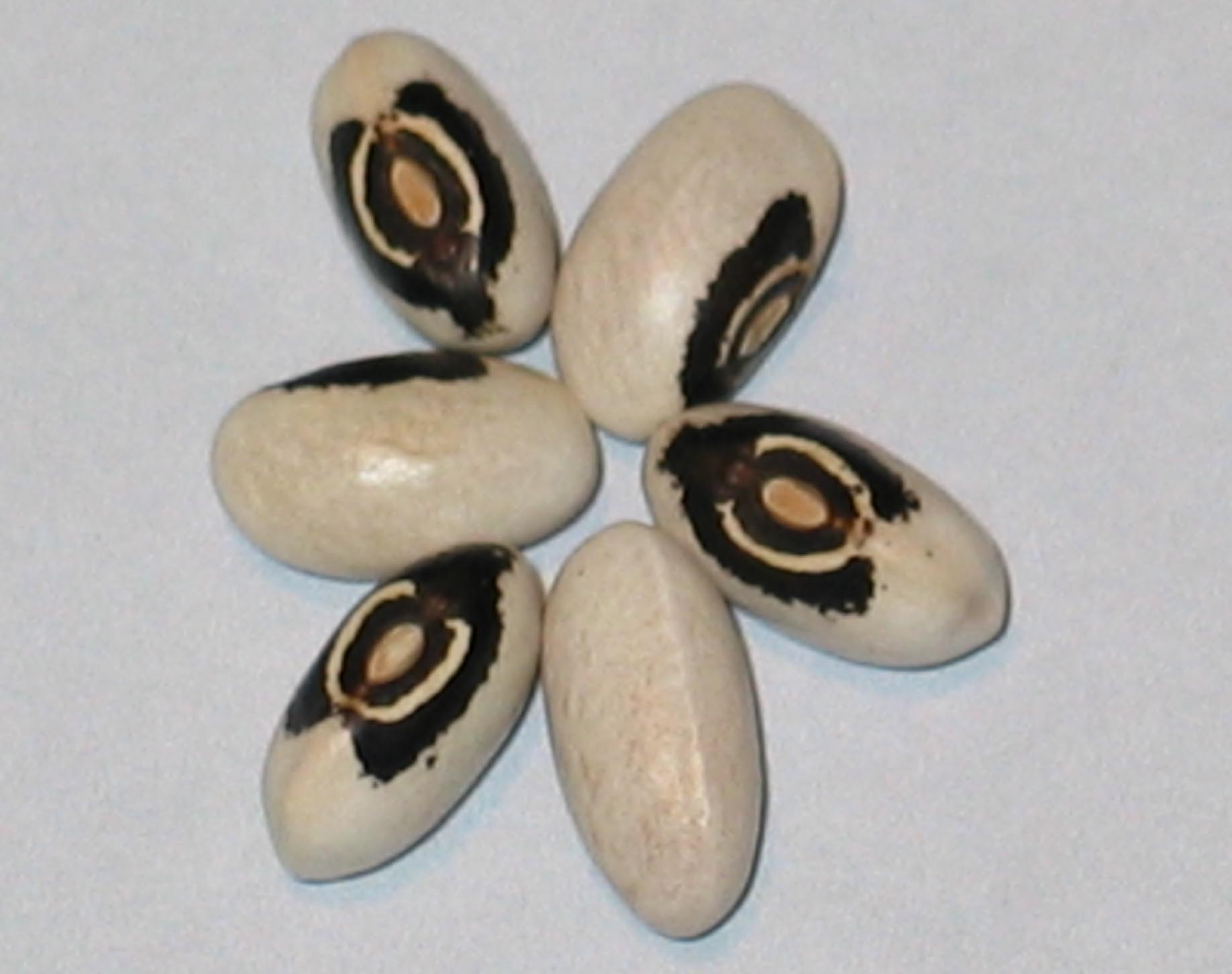 image of Owl's Head beans
