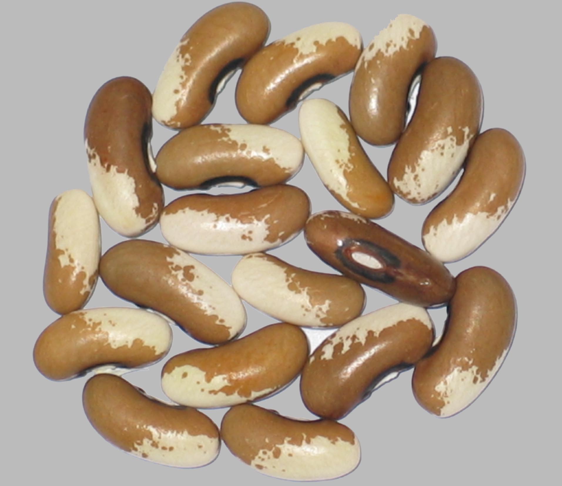 image of Painted Pony beans