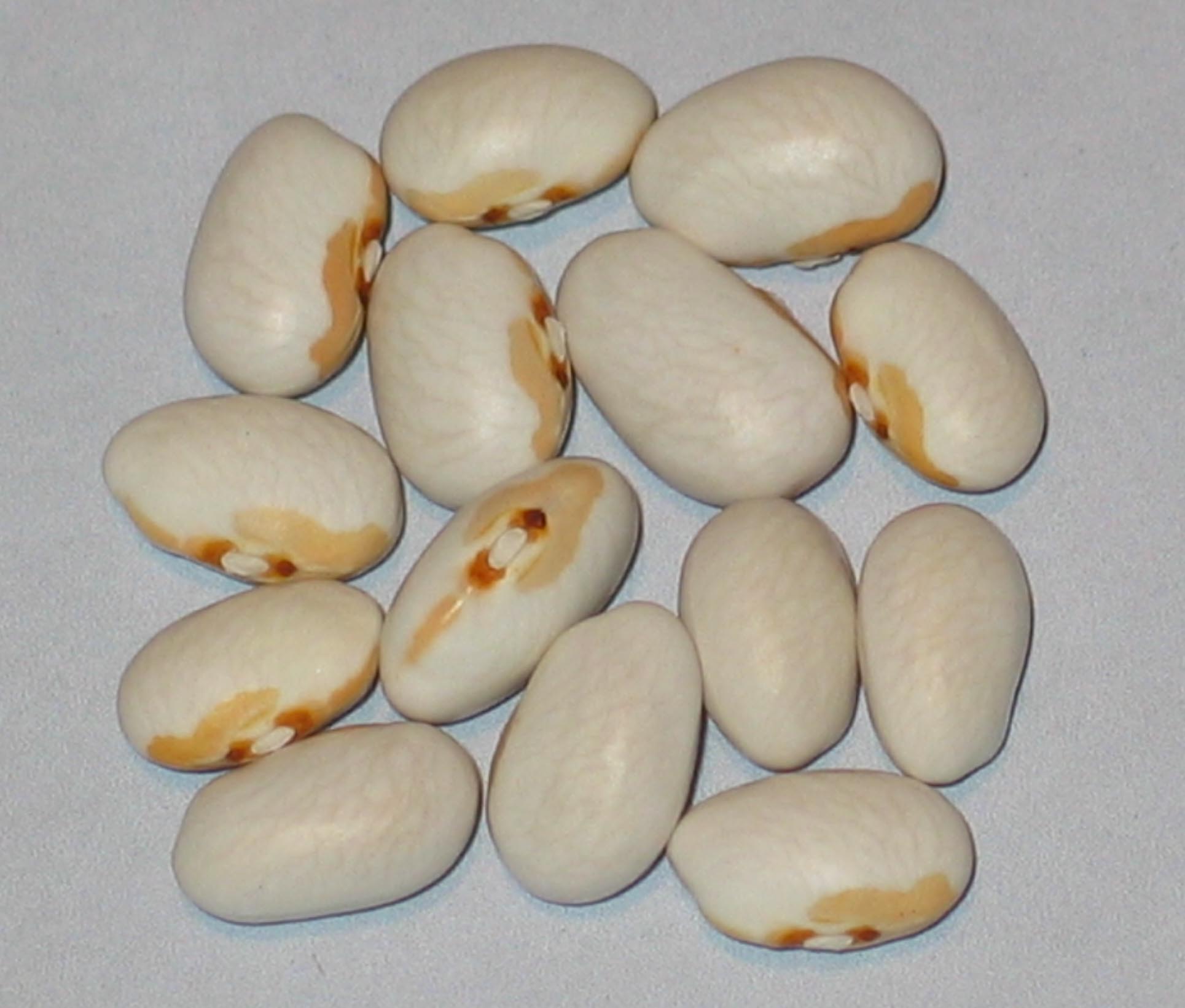 image of Pale Face beans